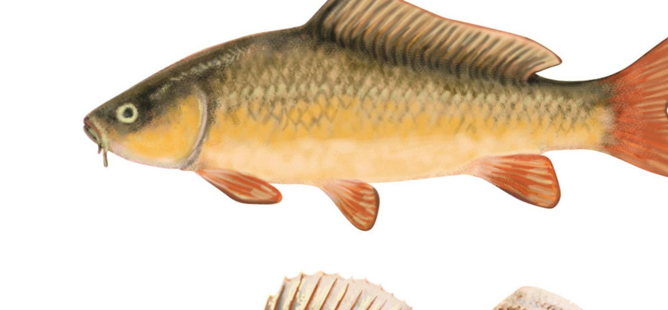 Fish illustration for Minnesota River Project. Mark Boswell.