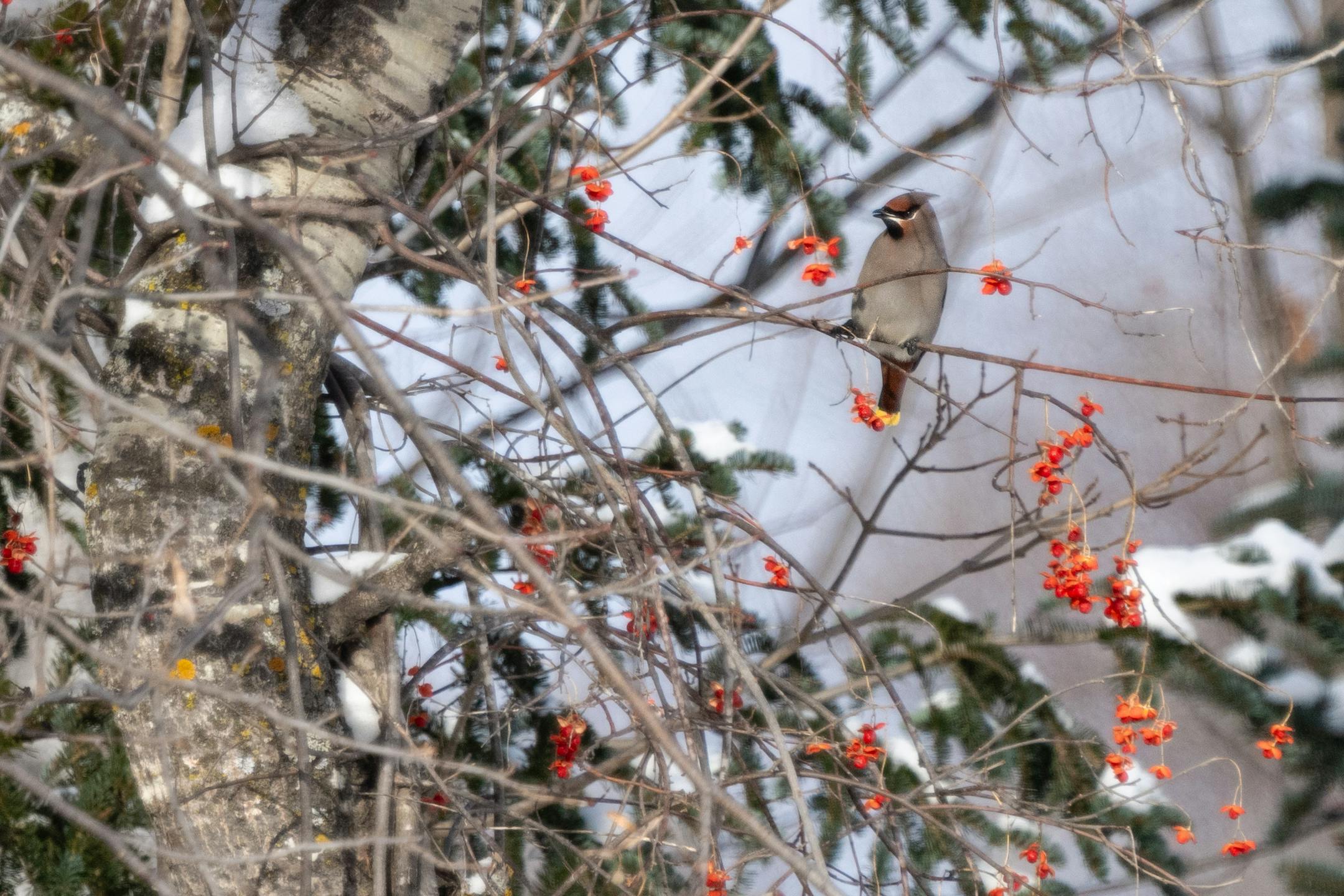 A Bohemian Waxwing perched in American bittersweet spotted on Dec. 14., 2025 during the annual Christmas Bird Count in Itasca County.