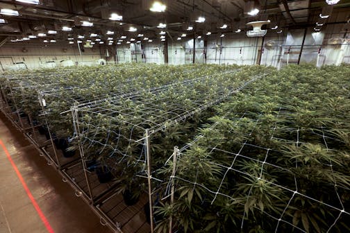 FILE - Cannabis plants grow at a True North Collective growing facility in Jackson, Mich. Voters in five states are deciding on Election Day whether to approve recreational marijuana. The proposals going before voters in Arkansas, Maryland, Missouri, North Dakota and South Dakota on Tuesday could signal a major shift toward legalization in even the most conservative parts of the country. (AP Photo/Paul Sancya, File)