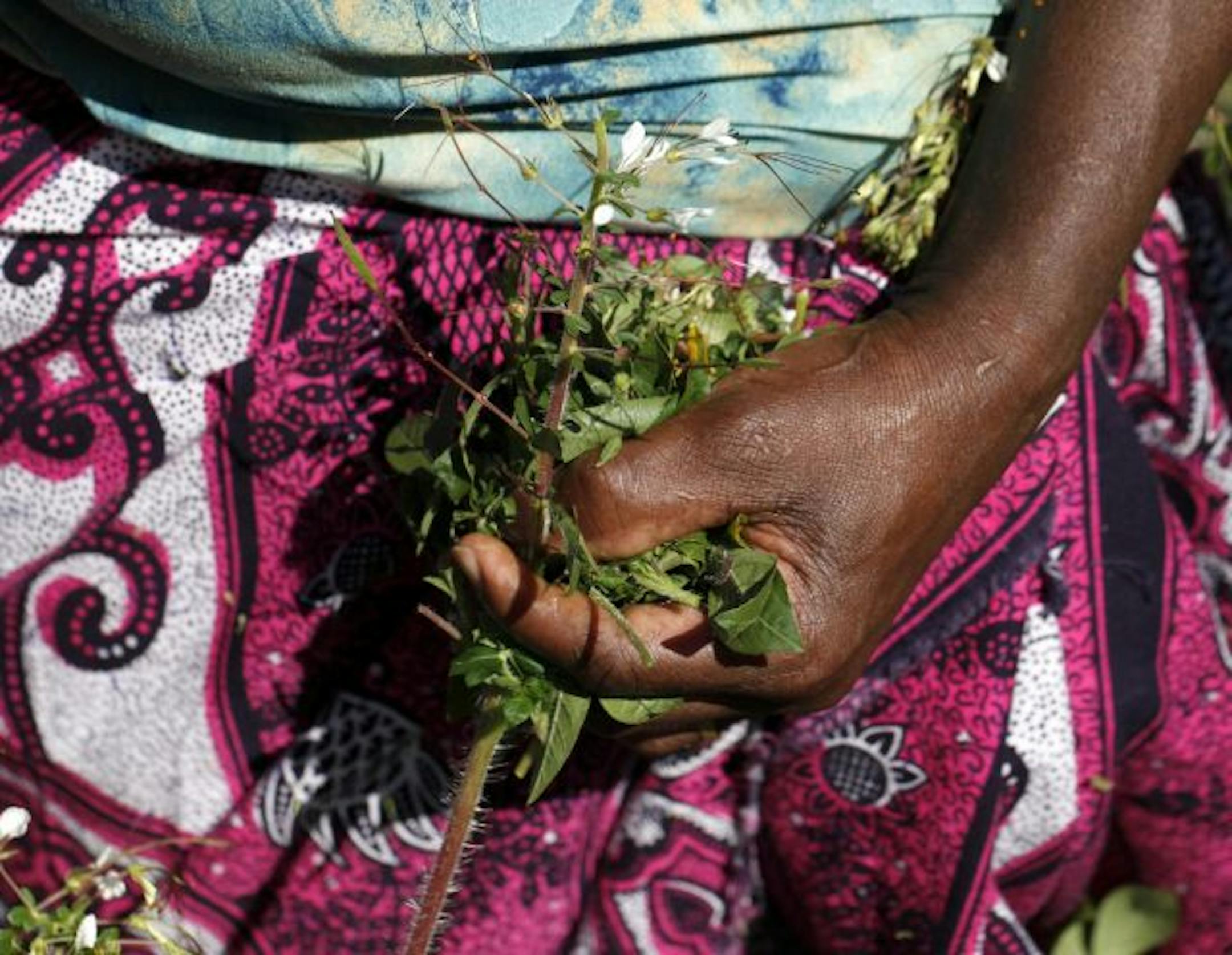 Chinsaga leaves are harvested by hand.