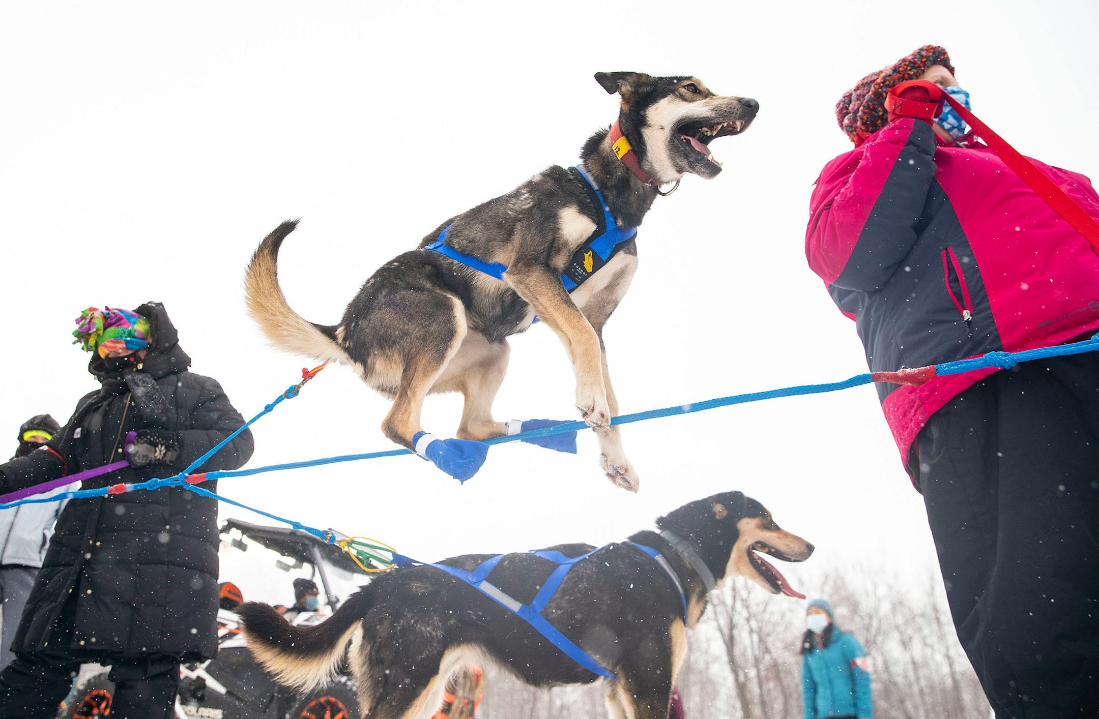 Misty, one of Ero Wallin's dogs, jumped up and down in excitement as the team lined up to begin the race on January 31, 2021.