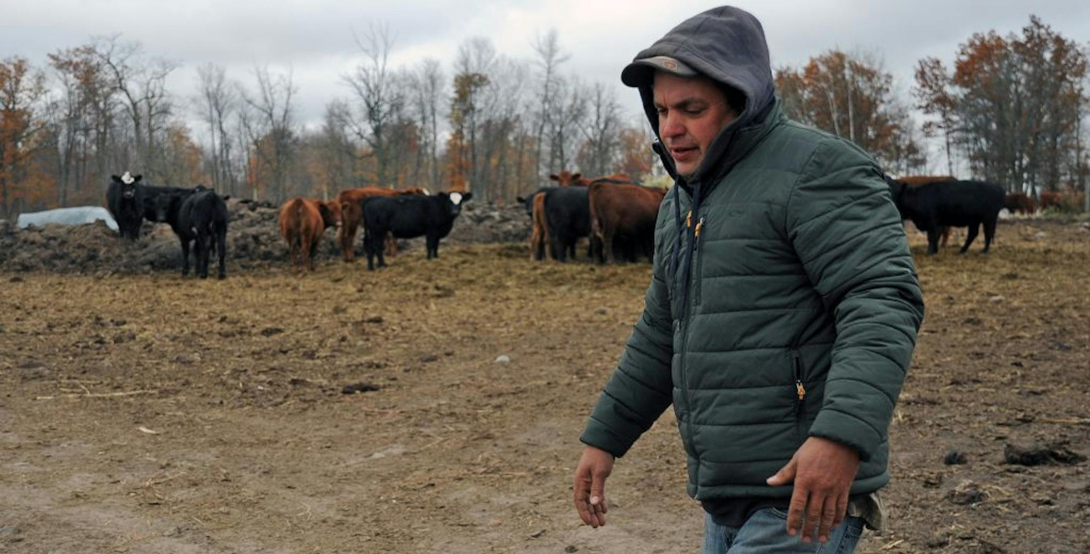 A group of wolves killed a beef cow on Dan Lorentz farm, in Isle, Minn. He raises about 400 cattle and the younger beef cattle are at most risk.