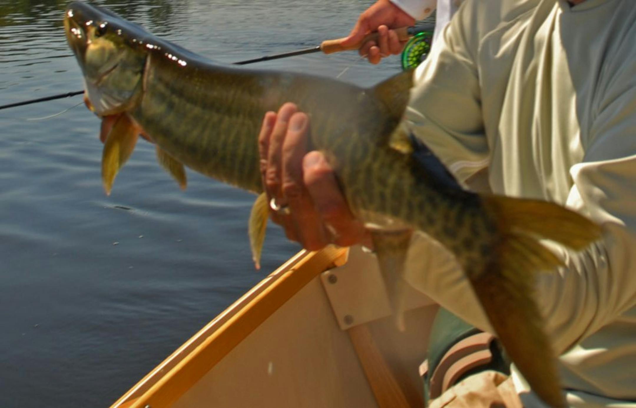 A muskie weighing about 8 pounds caught in the Chippewa River in northwest Wisconsin.
