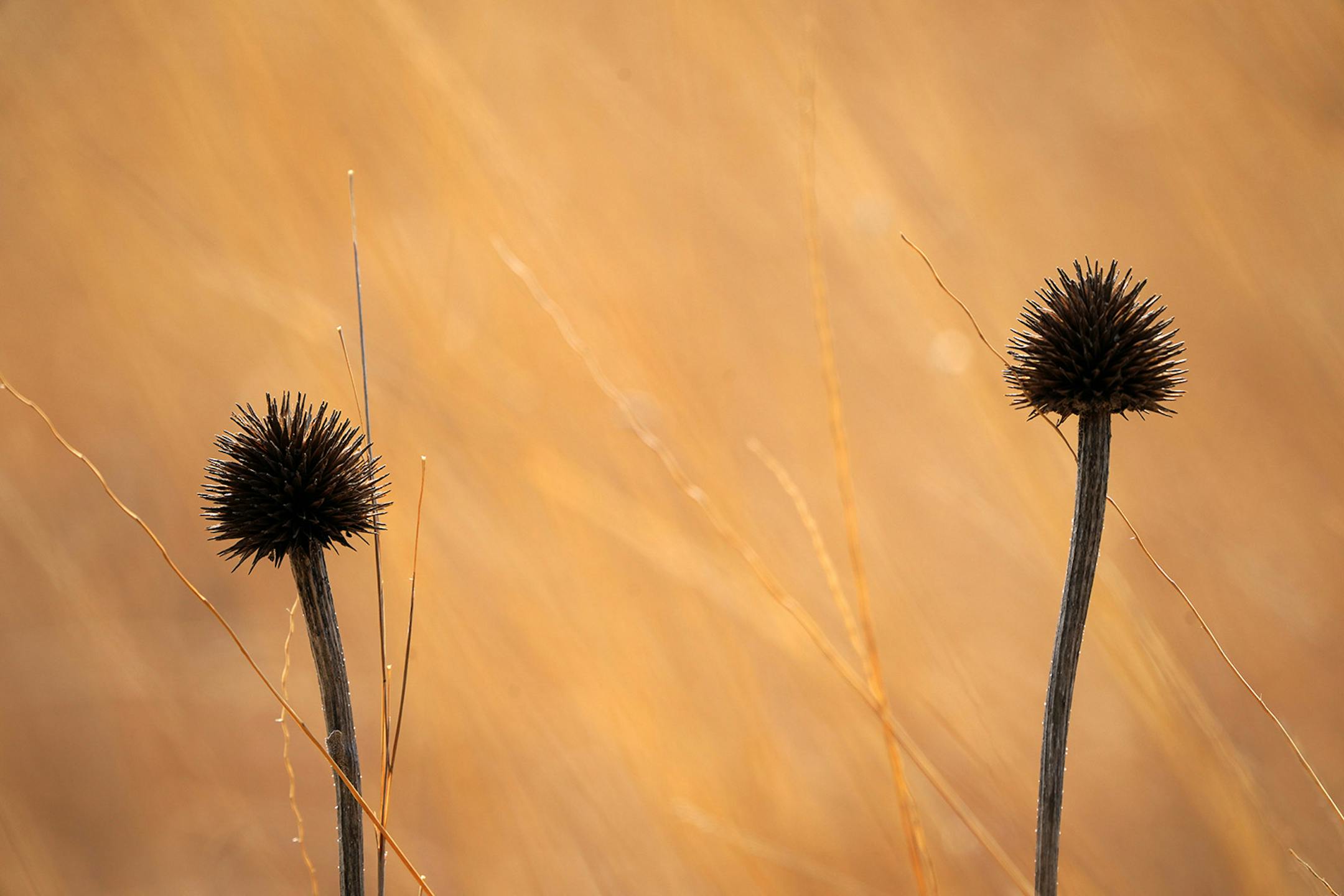 Before green-up, textures of the season's past reveal themselves in the golden landscape.