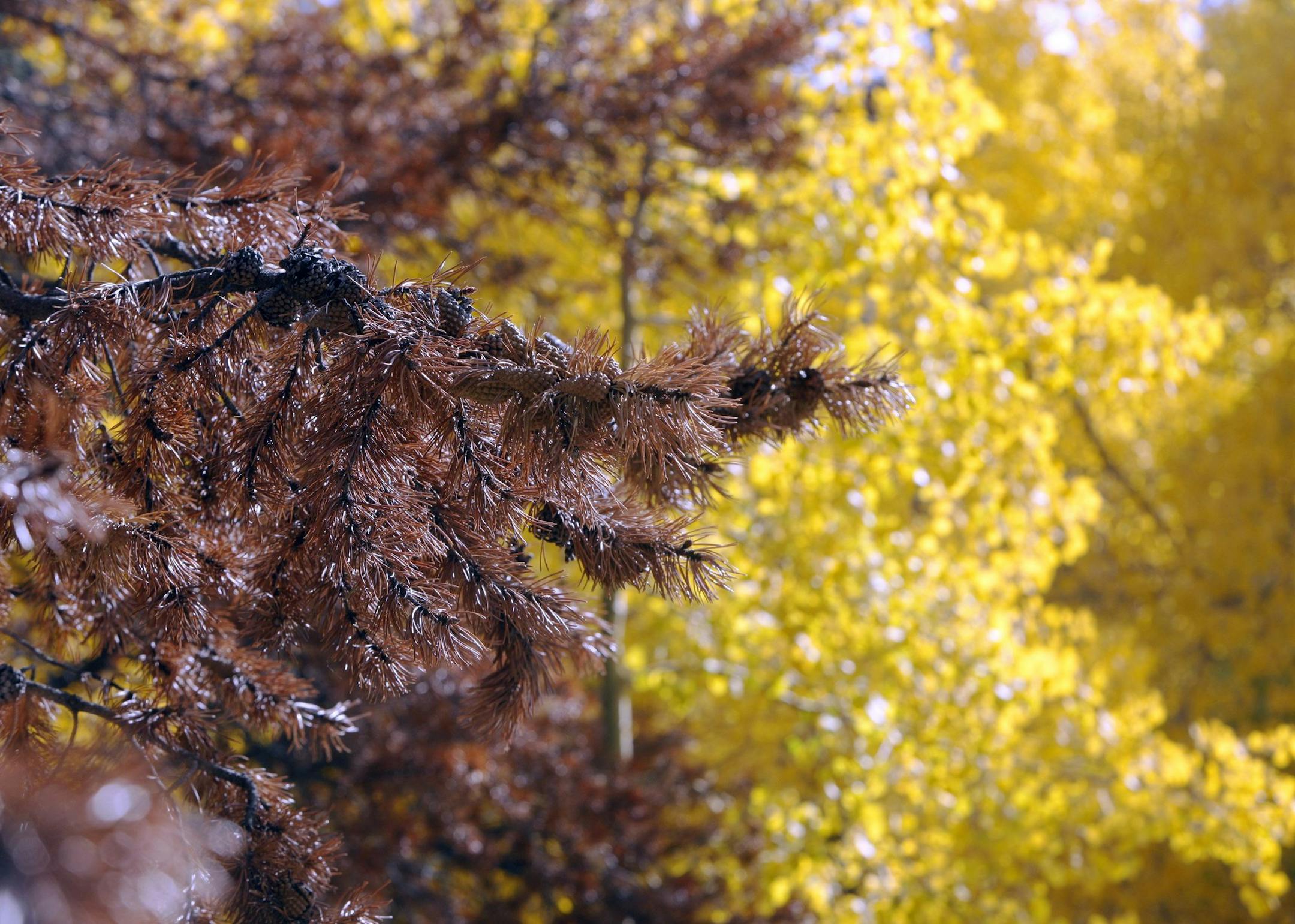 The bough of a pine trees ravaged by pine beetles is shown against the fall foliage of a stand of aspen trees near Keystone, Colo., in this file photograph taken on Wednesday, Oct. 1, 2008. Trees in old growth forests across the West are dying at a small, but increasing rate that scientists conclude is probably caused by longer and hotter summers from a changing climate. (AP Photo/David Zalubowski, file)