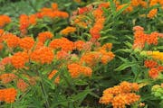 Orange butterfly milkweed is a monarch booster that’s perfectly suited for home gardens.