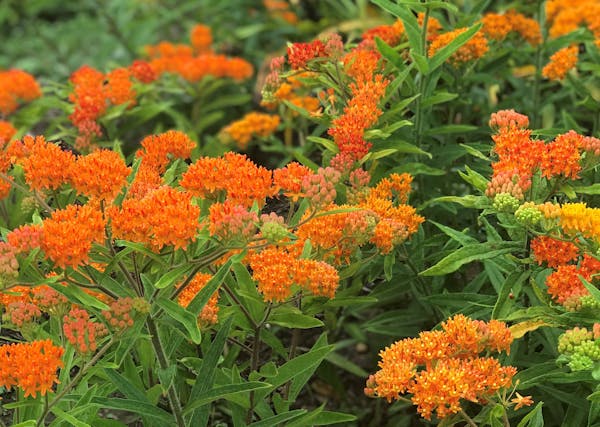 Orange butterfly milkweed is a monarch booster that’s perfectly suited for home gardens.
