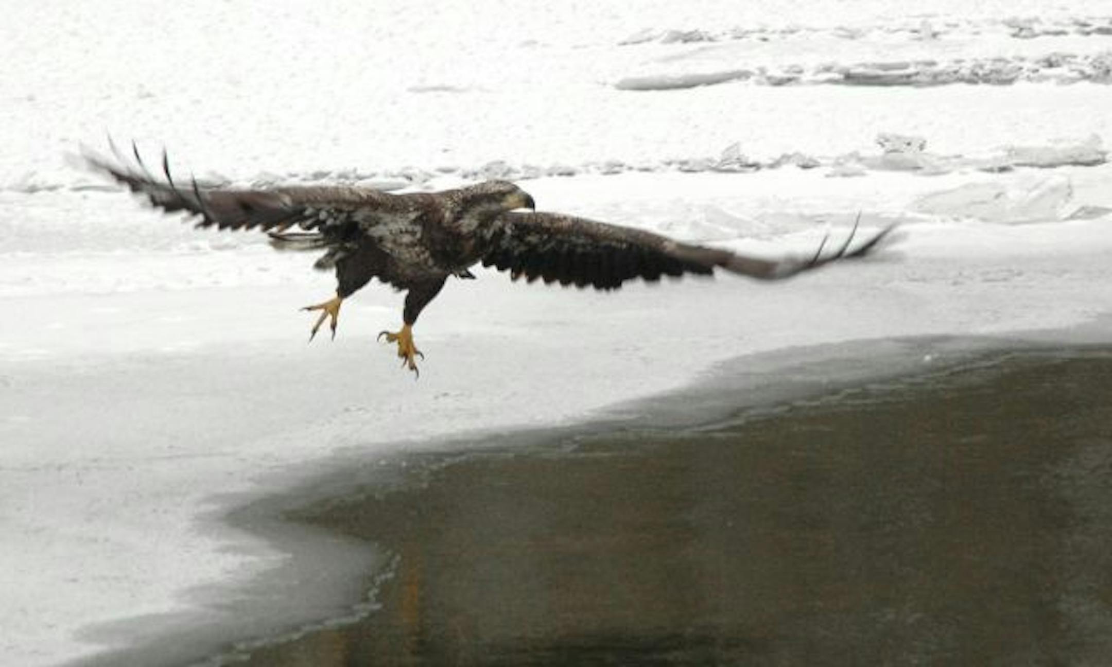 An immature bald eagle takes off from snow at the water's edge.