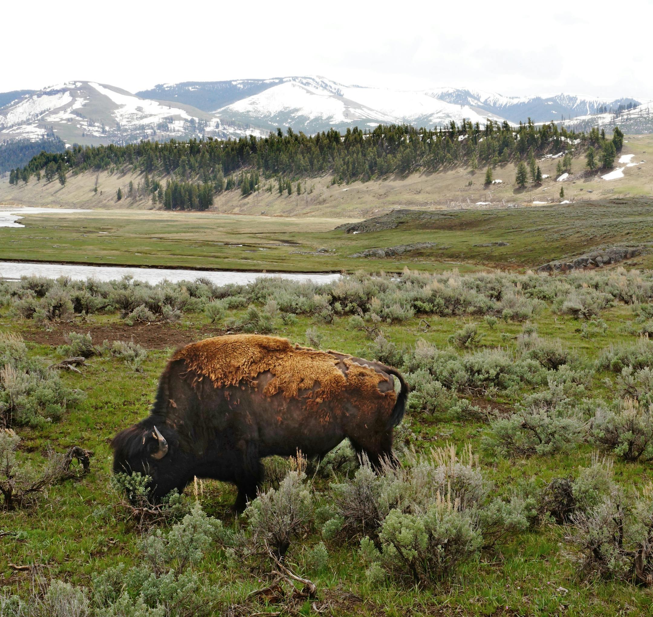 Yellowstone National Park is home to the descendents of about 200 American bison that were saved from the slaughter that decimated the species in the late 1800‚Äôs. Now numbering at about 3,000, they are wild animals and have free range of the park. ] Credit: Josephine Marcotty - Star Tribune