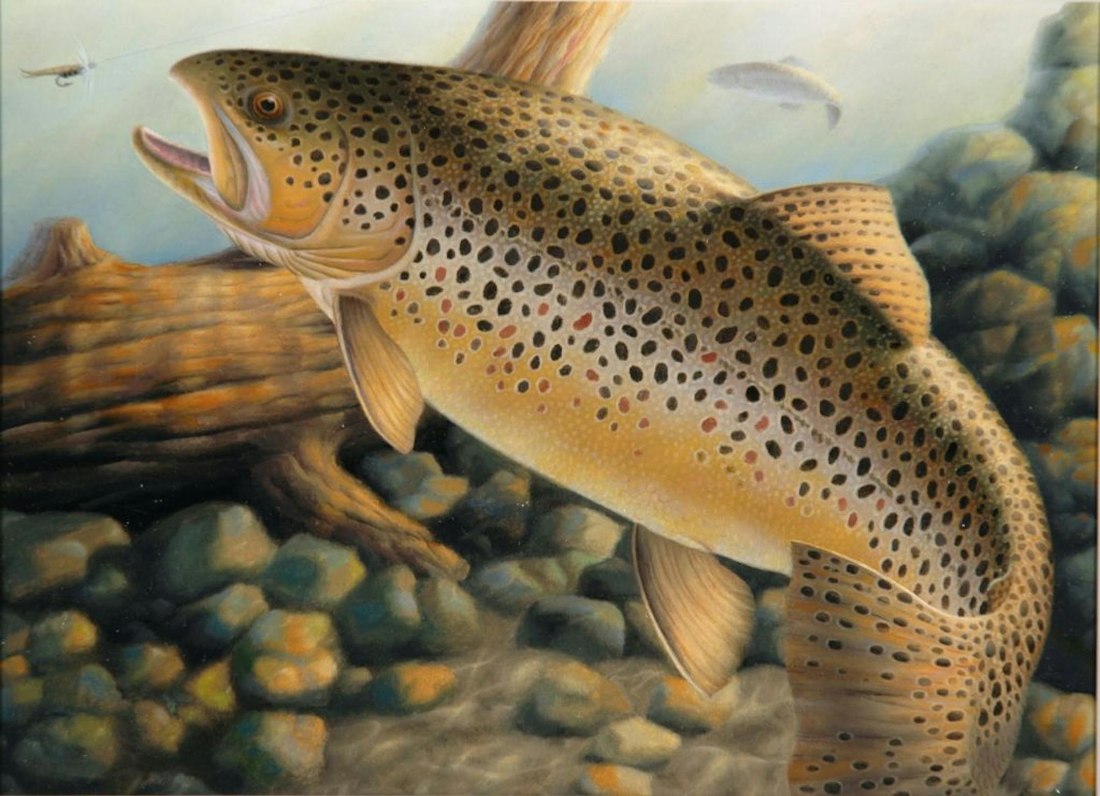 2006 Minnesota trout stamp winning painting, by John House of Melby, Minn.
