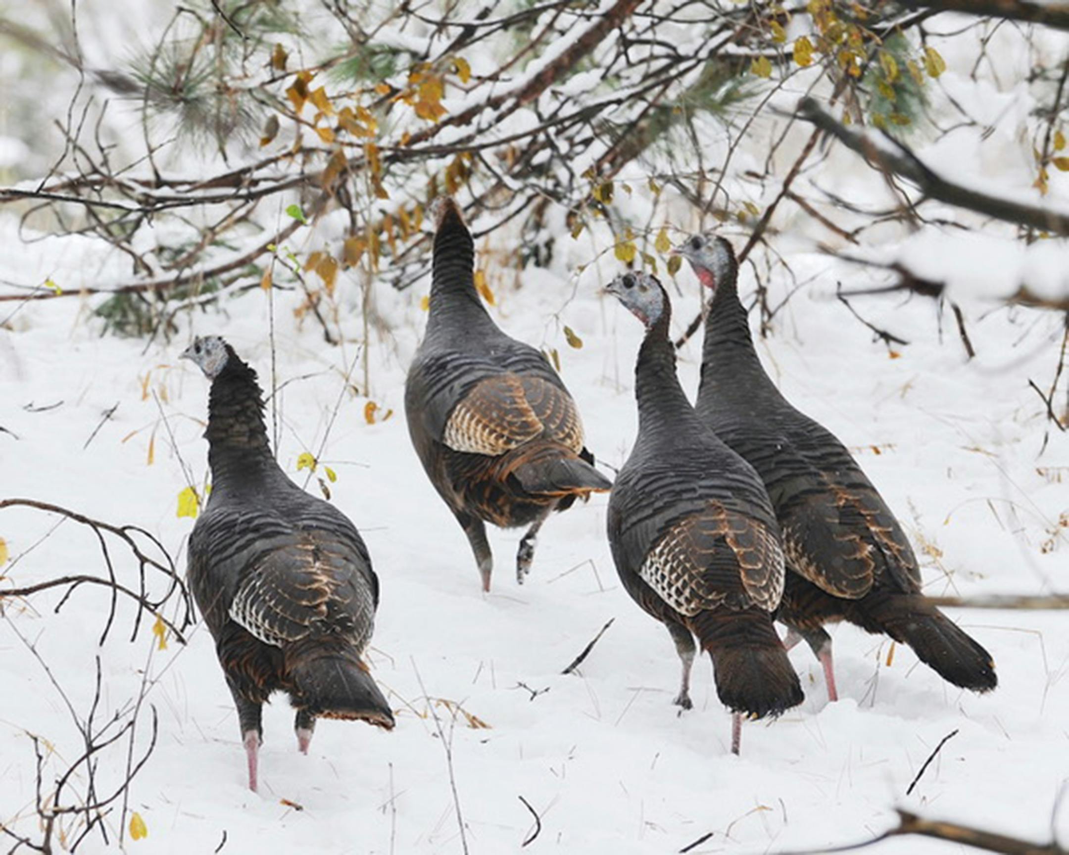Give turkeys a wide berth. Jim Williams photo