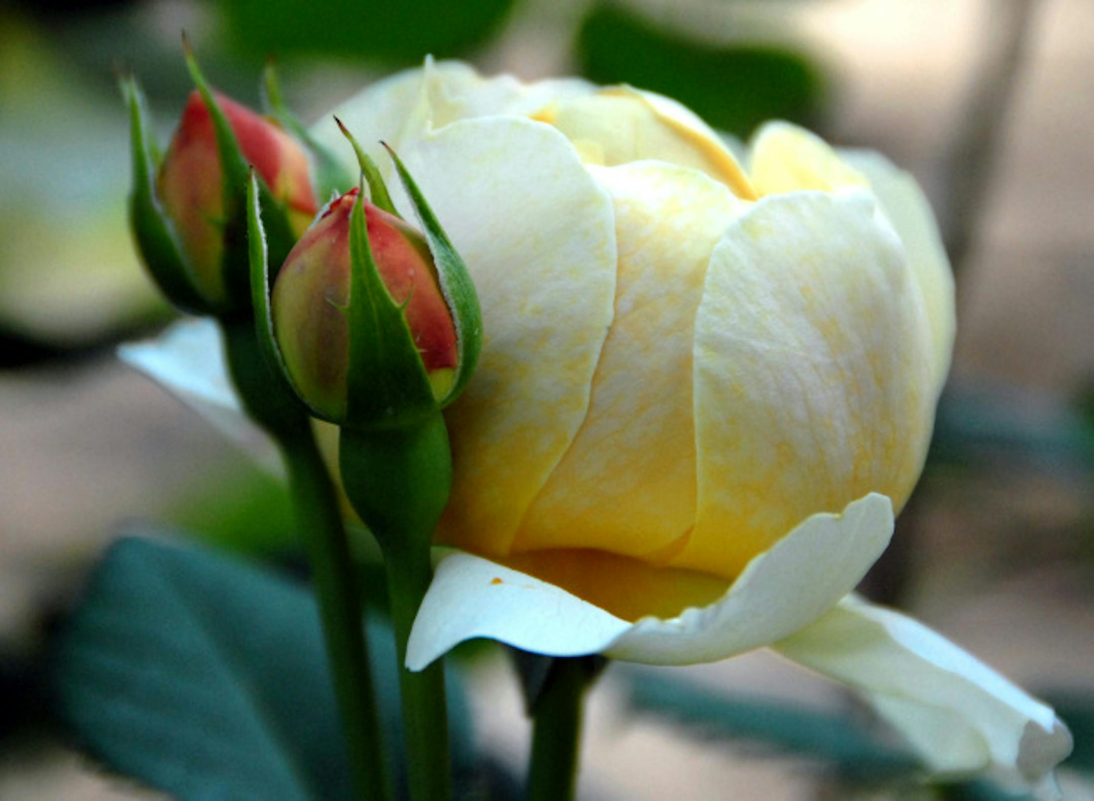 A Charles Darwin fragrant English rose.