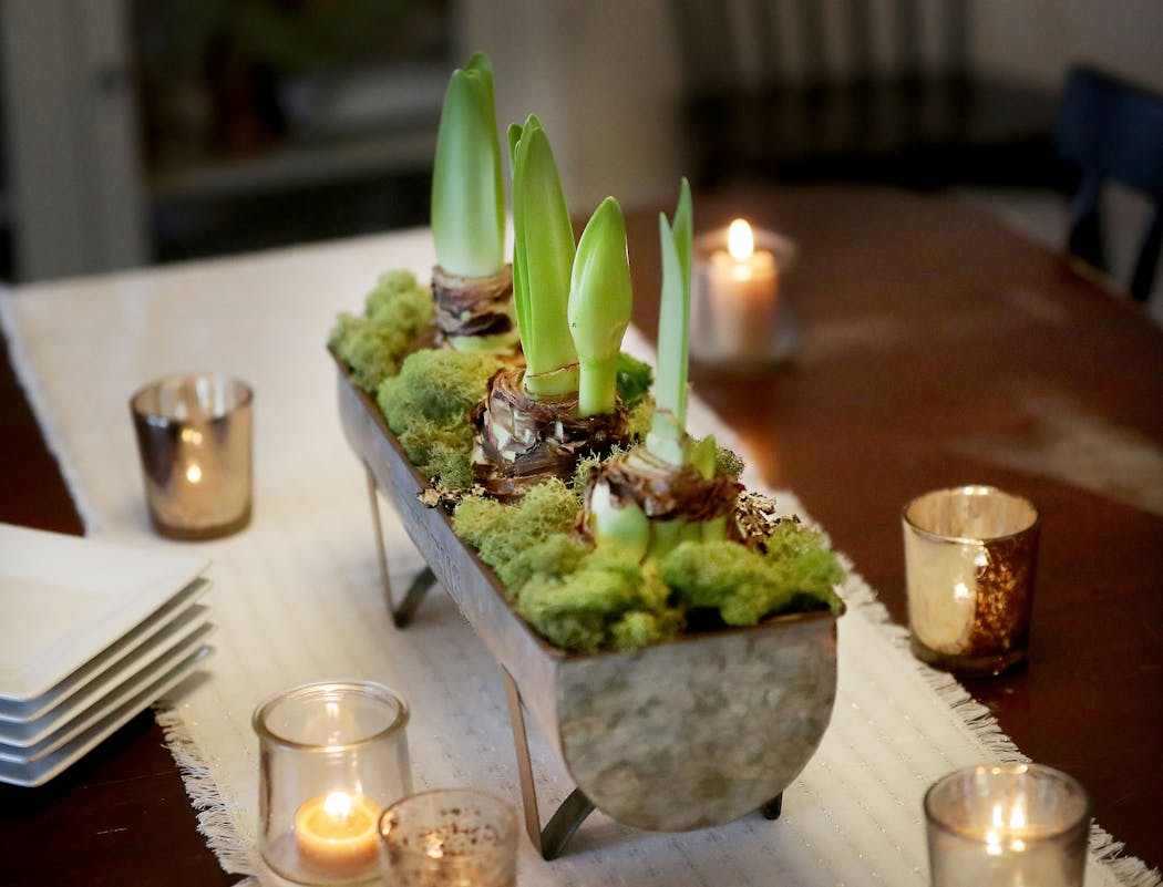 A simple, yet impactful centerpiece of amaryllis bulbs in a galvanized metal planter dressed up with a variety of mosses.