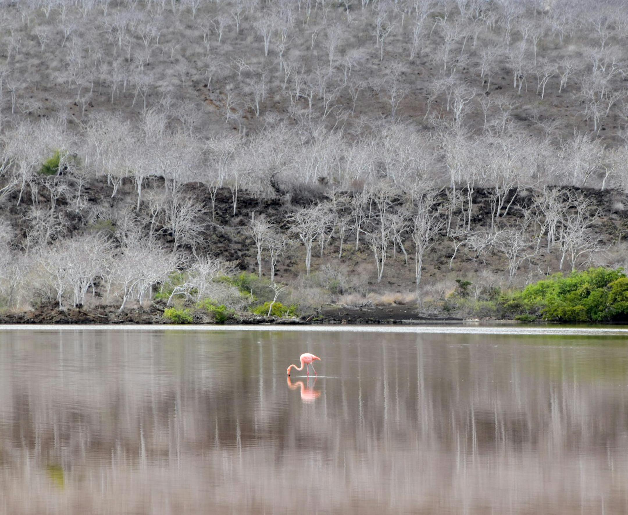 Minnetonka
Nancy Weidenfeller. Here is a response to your other questions. I took the photo using a Nikon 5500 digital camera equipped with a zoom lens. My husband and I try to travel to some exotic place every year, and this year we had the good fortune to spend one week cruising through the Galapagos Islands. I captured this image while visiting Floreana Island. It was a beautiful calm, sunny morning. We spent about an hour standing on the shoreline observing and photographing a colony of Gala