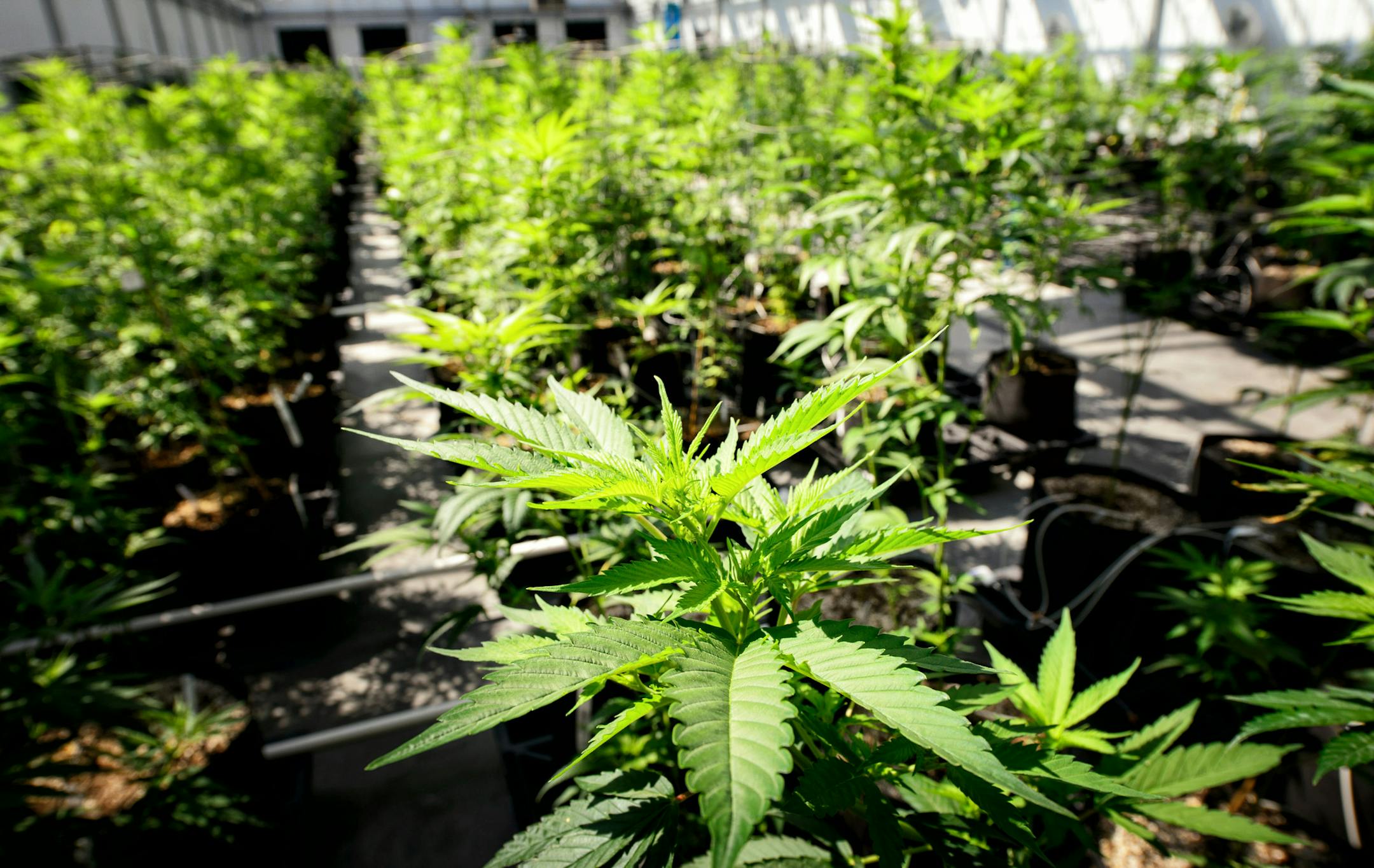 Young cannabis plants in the Otsego greenhouses. ] GLEN STUBBE * gstubbe@startribune.com Tuesday, May 5, 2015 The marijuana crop is coming in at Minnesota Medical Solutions, which will be supplying half the state's medical cannabis. Minnesota Medical Solutions, which is growing half the state's medical marijuana crop, offered a behind-the-scenes tour of their greenhouse and manufacturing facility. Ground rules included: Don't touch the plants, don't take photos of the building's exterior or iden