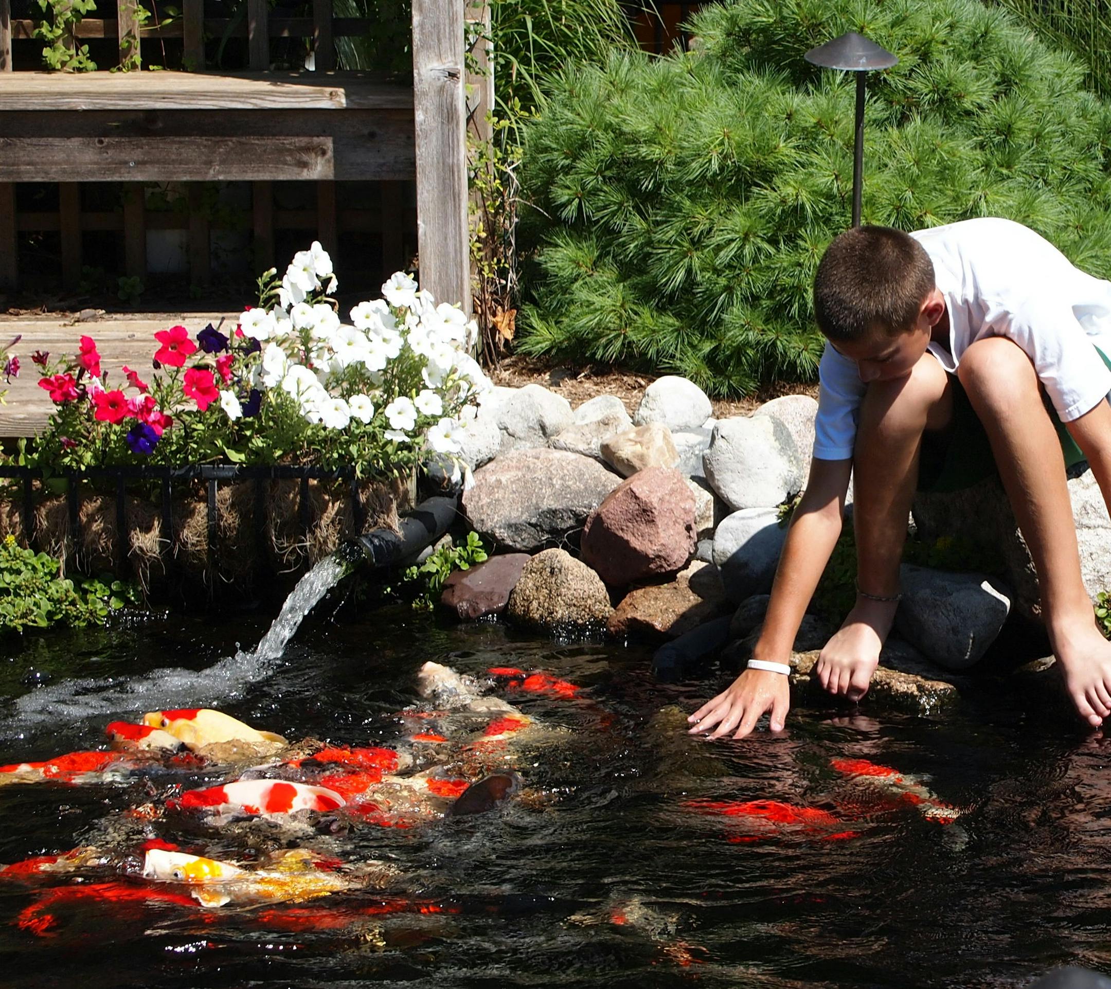 This pond will be featured on the Minnesota Water Garden Society tour.