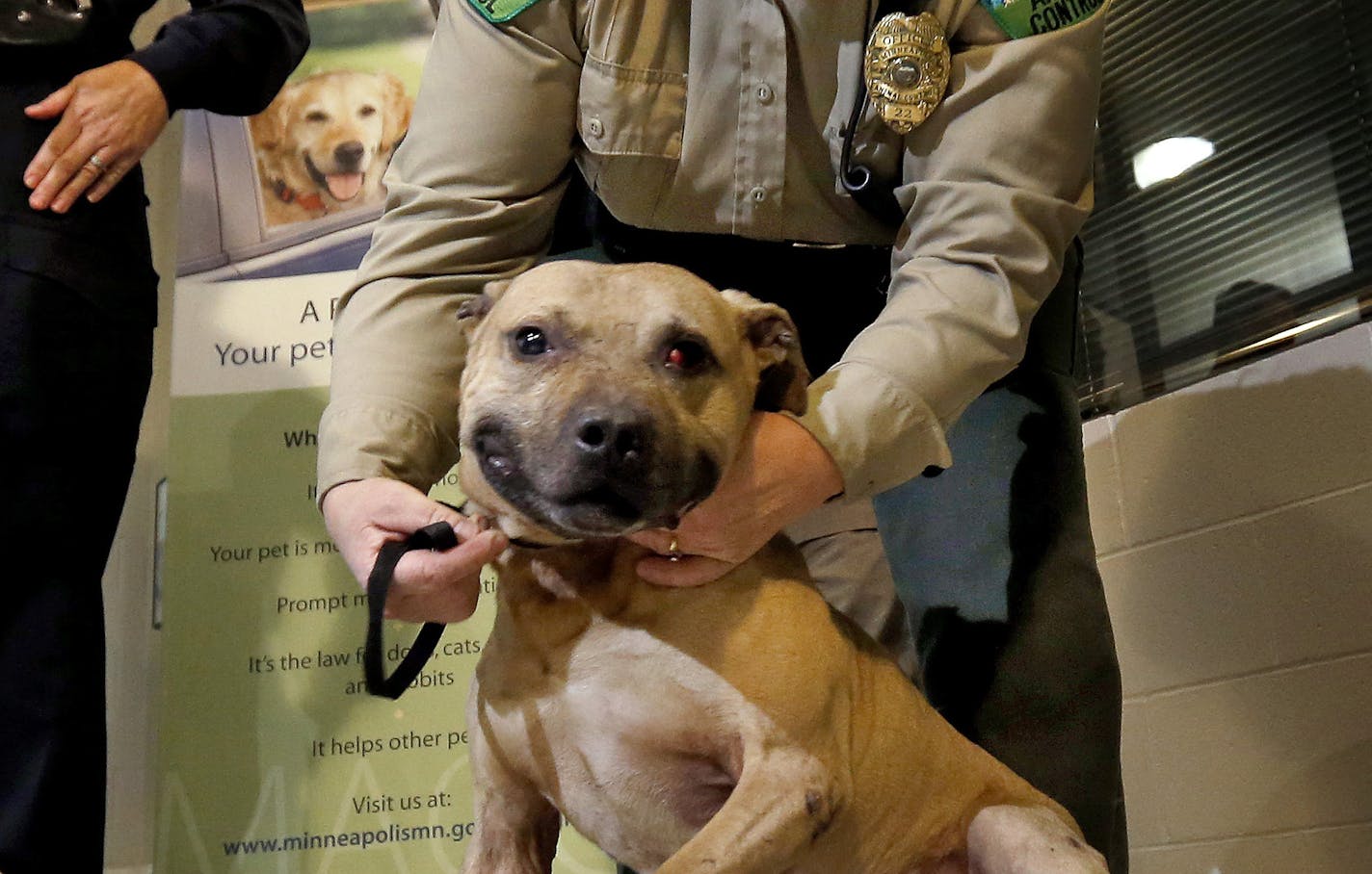 A pitbull used for dog fighting was shown to the media during a press conference at the Minneapolis Animal Care & Control.