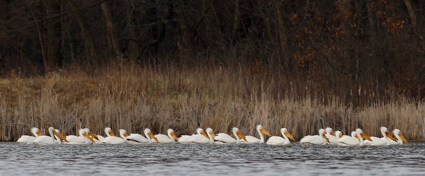 Pelicans hug the shoreline at Sweet Marsh near Tripoli, Iowa, Tuesday, March 29, 2016. (Brandon Pollock/Waterloo-Cedar Falls Courier via AP)