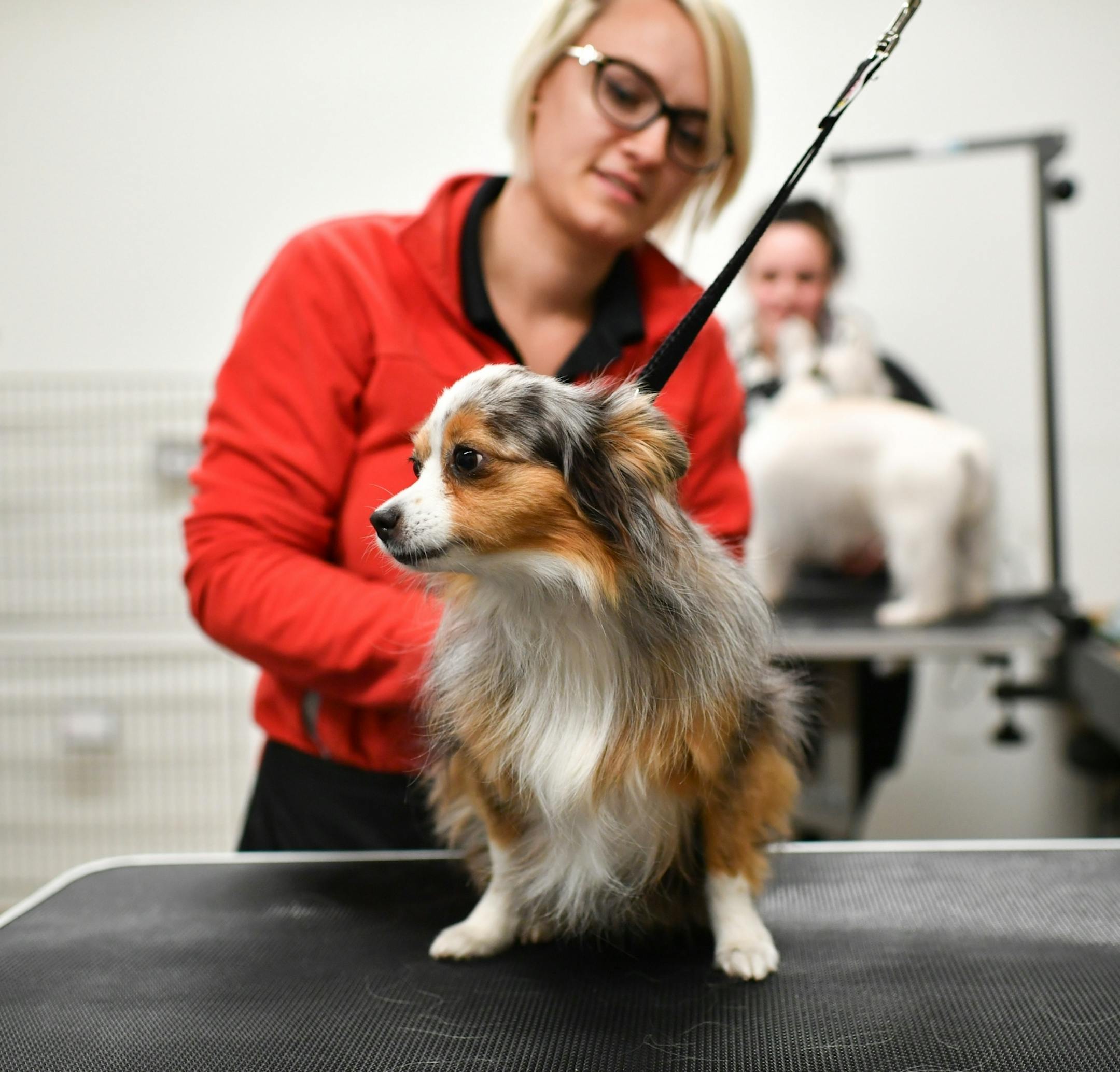 Woofington daycare director Monica Tantalean brushed one of the dogs in the salon.