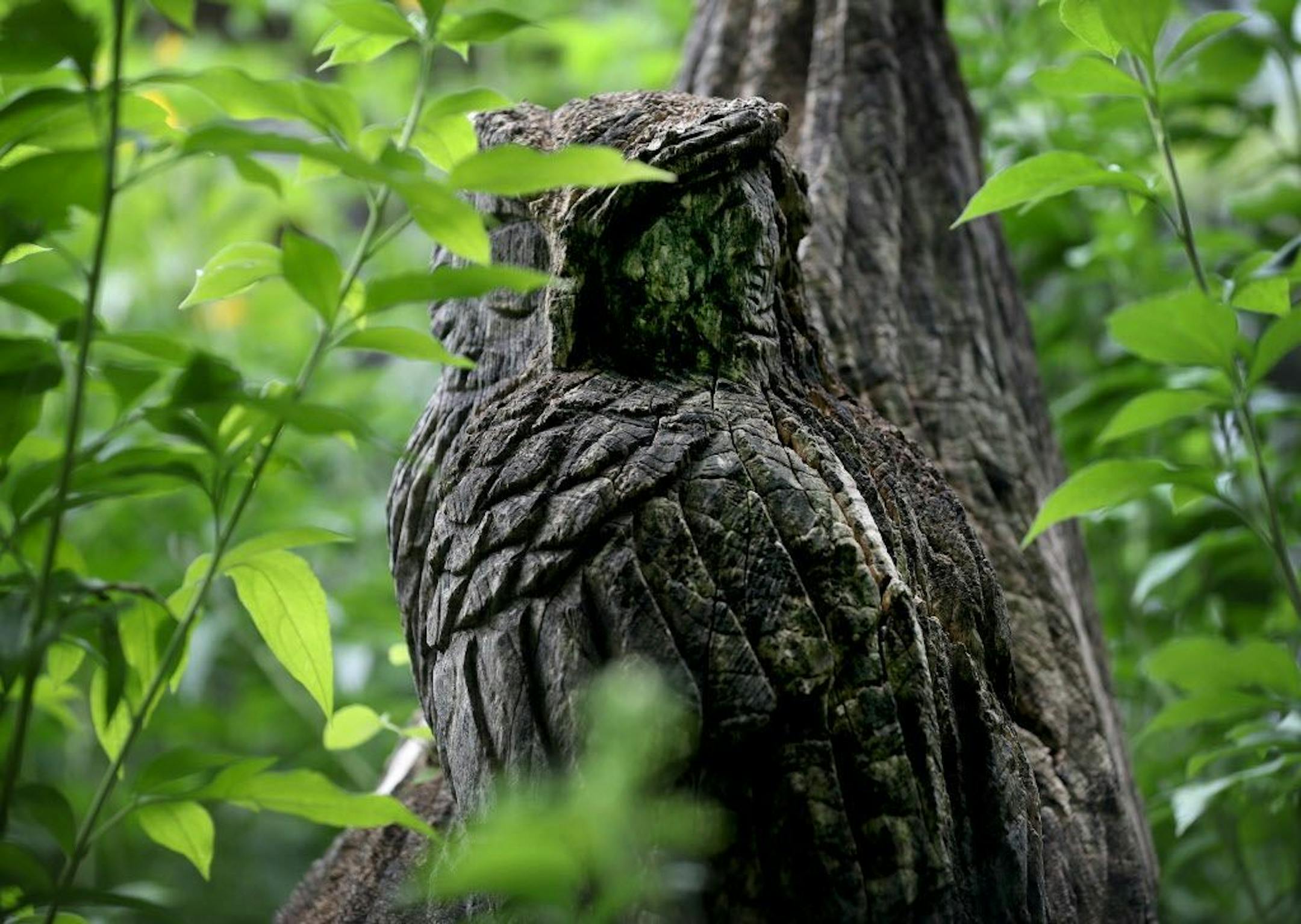 A chainsaw-carved owl from a fallen ash tree.