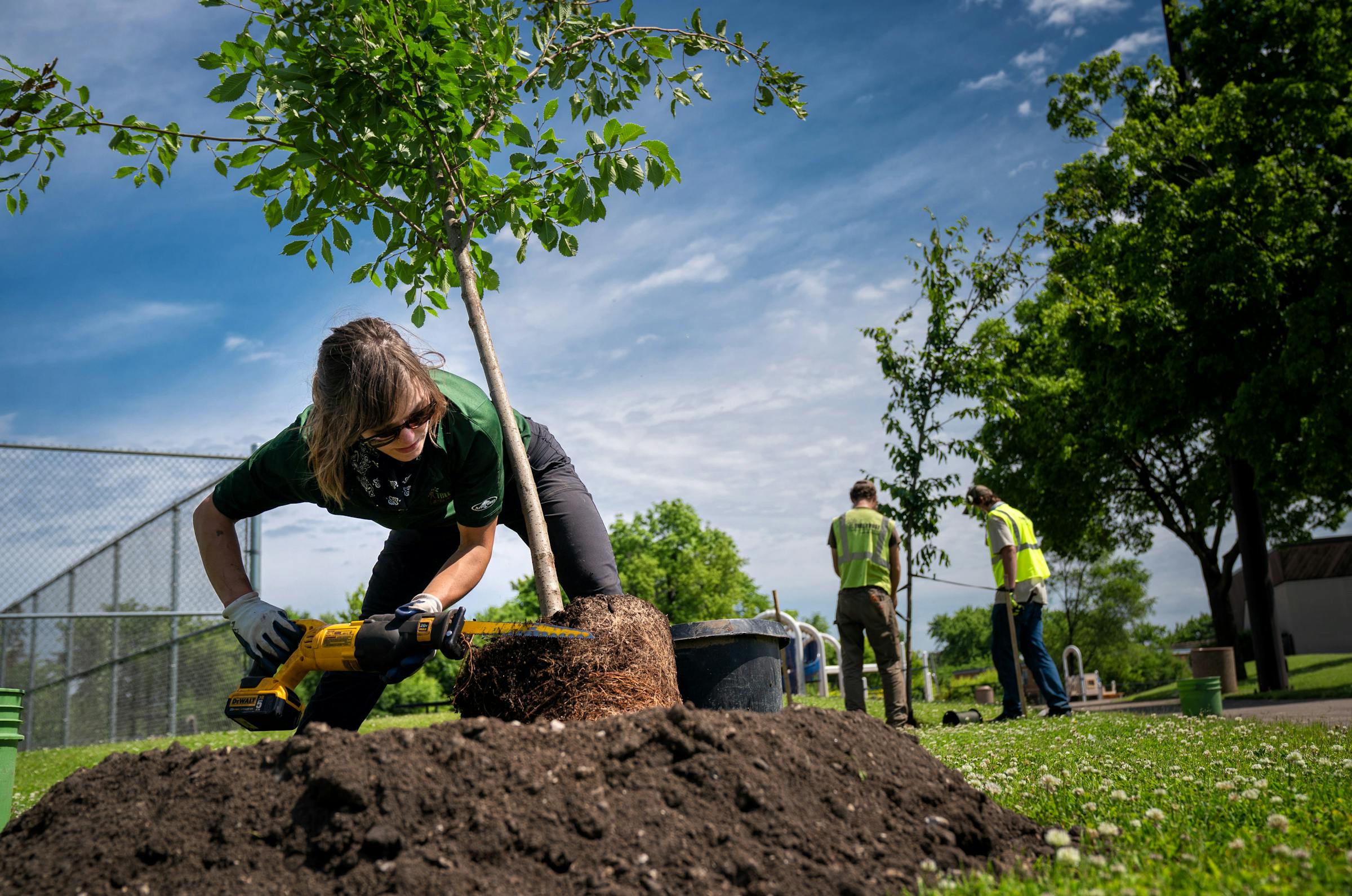 Report When It Comes To Trees St Paul S Mostly Covered