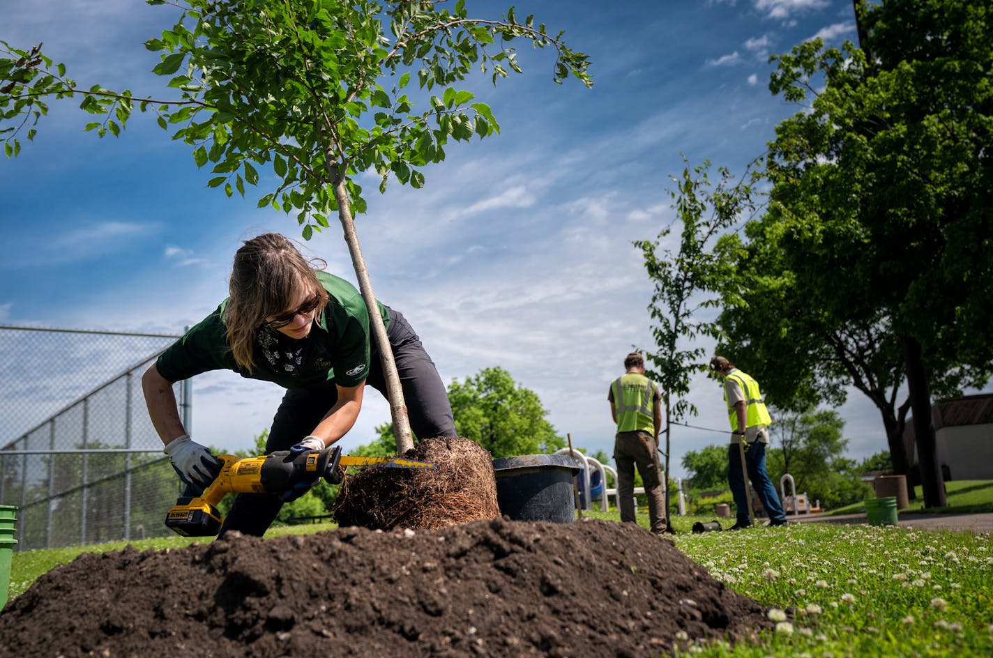 Leah O'Leary gently cut into the root ball of an elm tree before planting at Case Recreation Center in St. Paul in 2020. Tree Trust workers planted 82 trees representing 19 different species here and at a second location. The trees between 7 and 12 years old were to replace 20 ash trees removed earlier to combat the emerald ash borer.