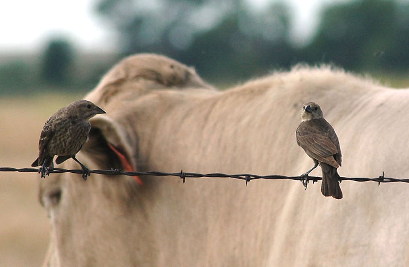 Brown-headed cowbird and cow credit: Jim Williams