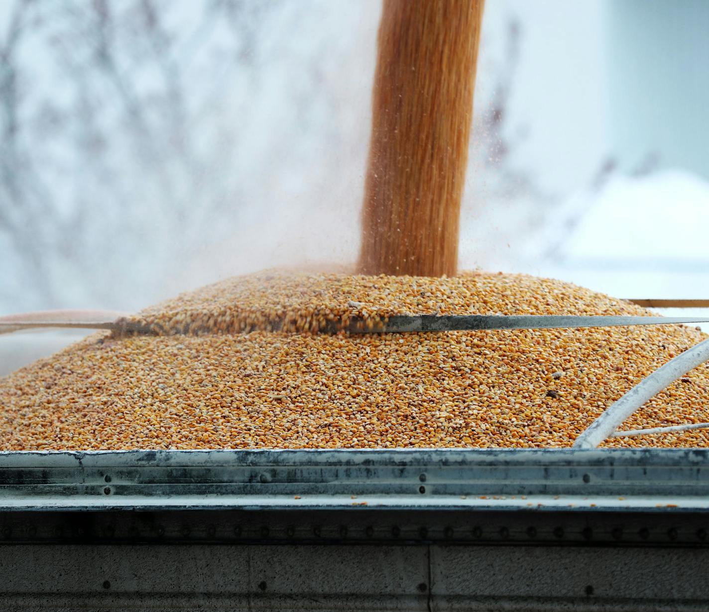 The USDA forecasts a 9% drop in farm profits in the U.S. this year, as corn and soybean prices remain ultralow. File photo of corn being transferred to a truck at an elevator in Lake City, Minn.