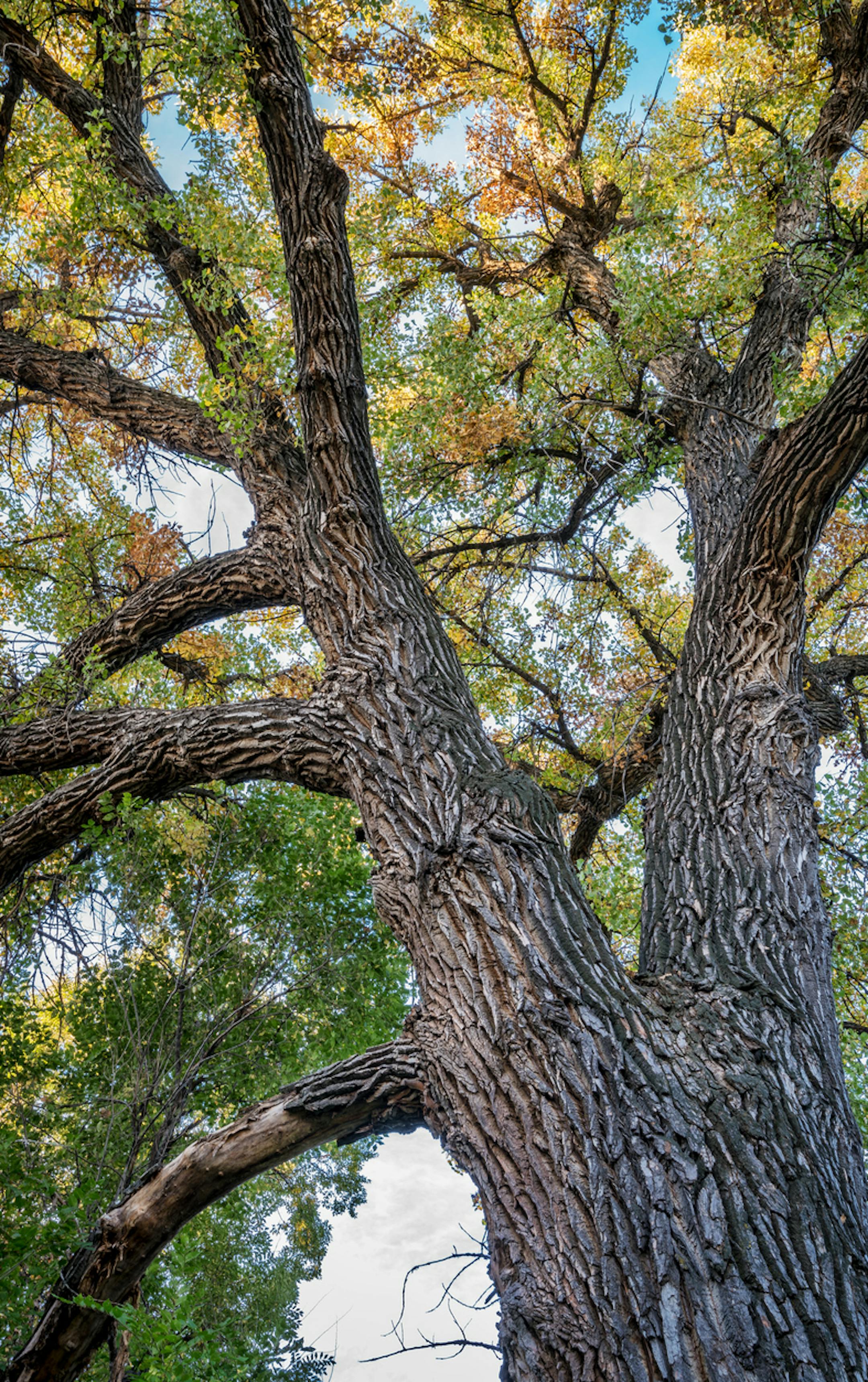 Giant cottonwood tree with fall foliage native to Colorado Plains, also the State tree of Wyoming, Nebraska, and Kansas - looking up