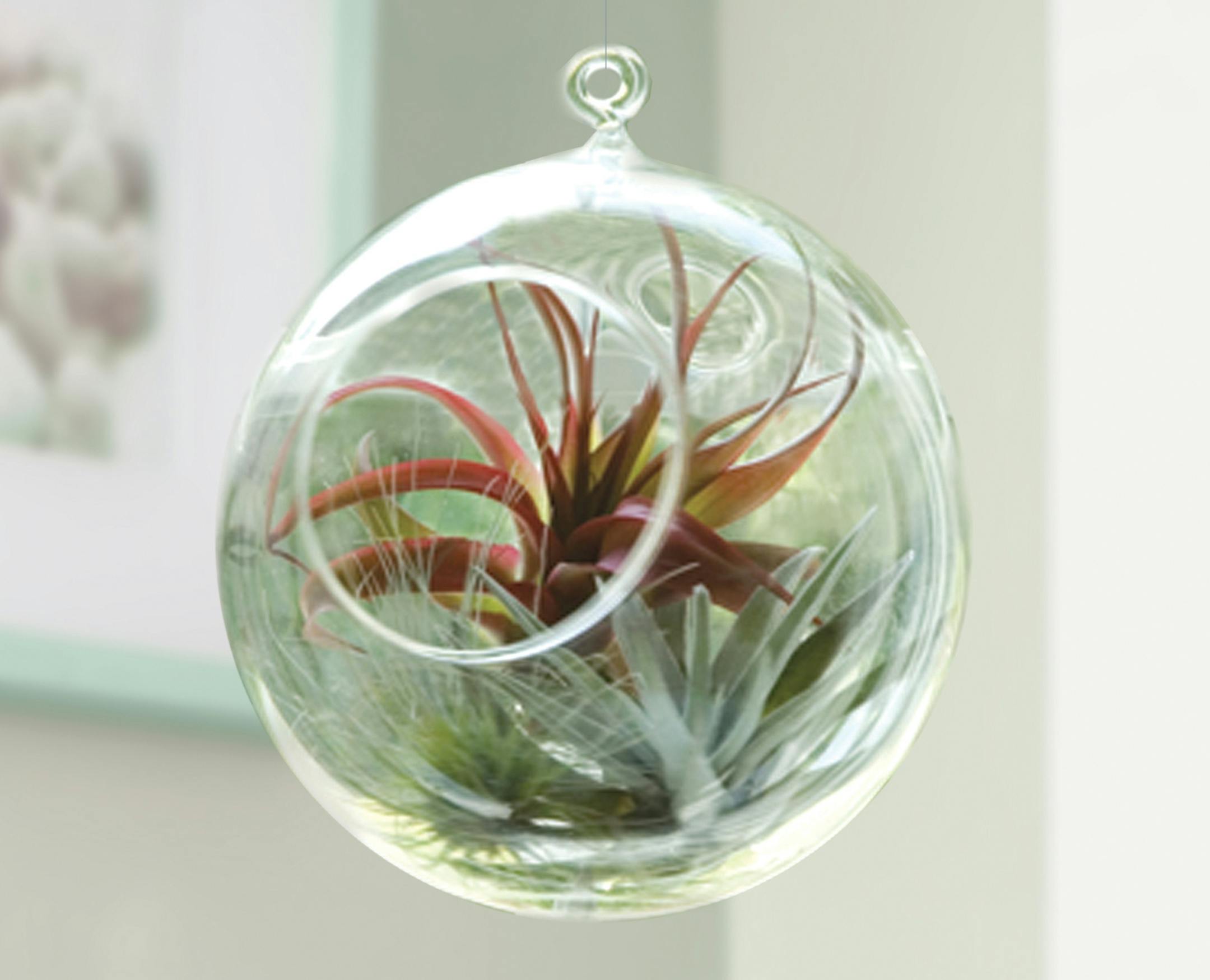 The glass globe tillandsia terrarium is an attractive living arrangement for a kitchen, covered porch or anywhere there is indirect light. It can even be hung as an ornament on a Christmas tree and then placed elsewhere for year-round enjoyment. (Courtesy Shultz Communications/MCT)