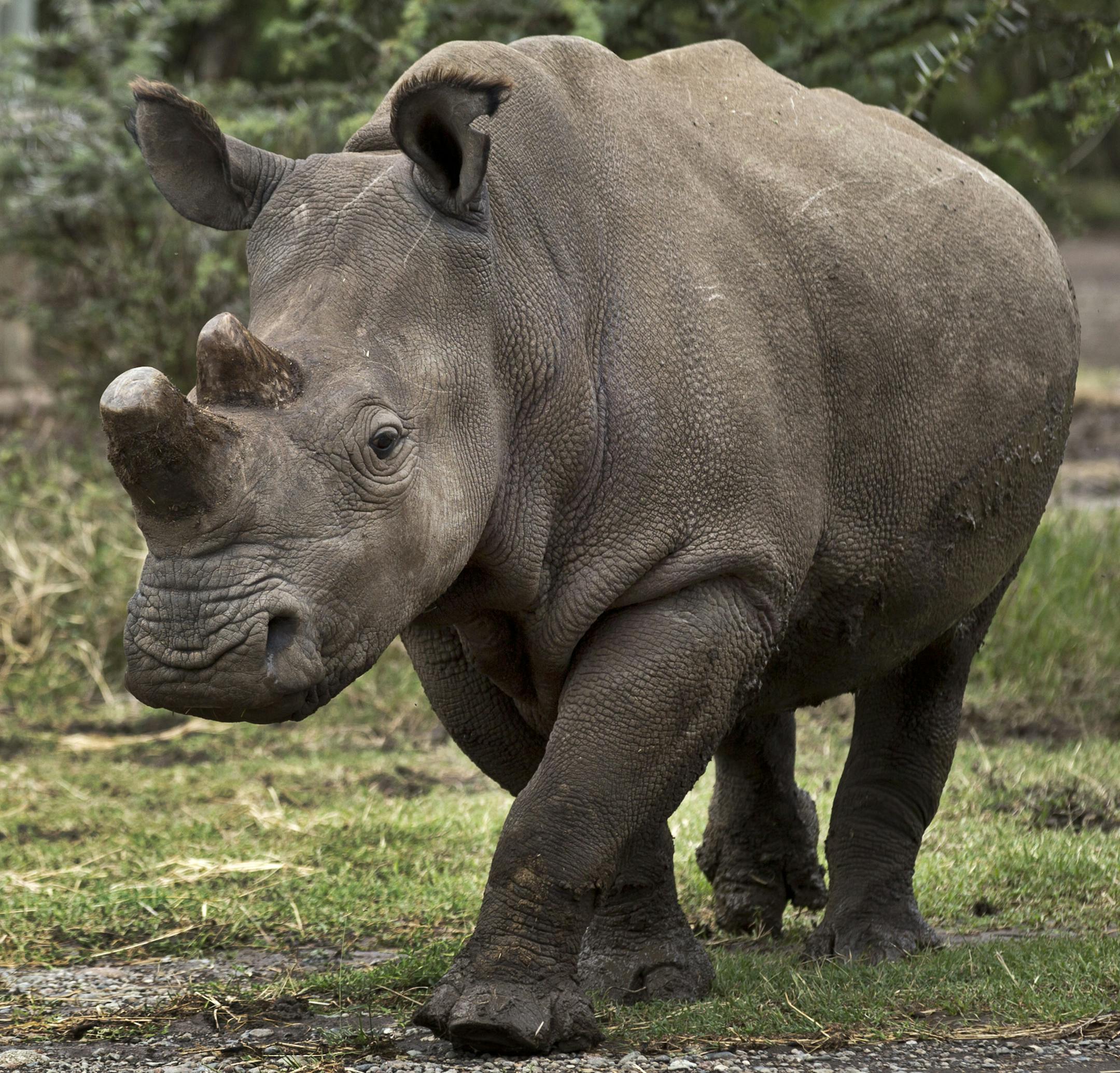 In this photo taken Tuesday, Dec. 2, 2014, keeper Mohamed Doyo walks with female northern white rhino Fatu as she is let out of her pen to graze, at the Ol Pejeta Conservancy in Kenya. The keepers of three of the last six northern white rhinos on Earth said Wednesday, Dec. 10, 2014 that it is highly unlikely the three will ever reproduce naturally, with recent medical examinations of them showing the species is doomed to extinction, unless science can help. (AP Photo/Ben Curtis)