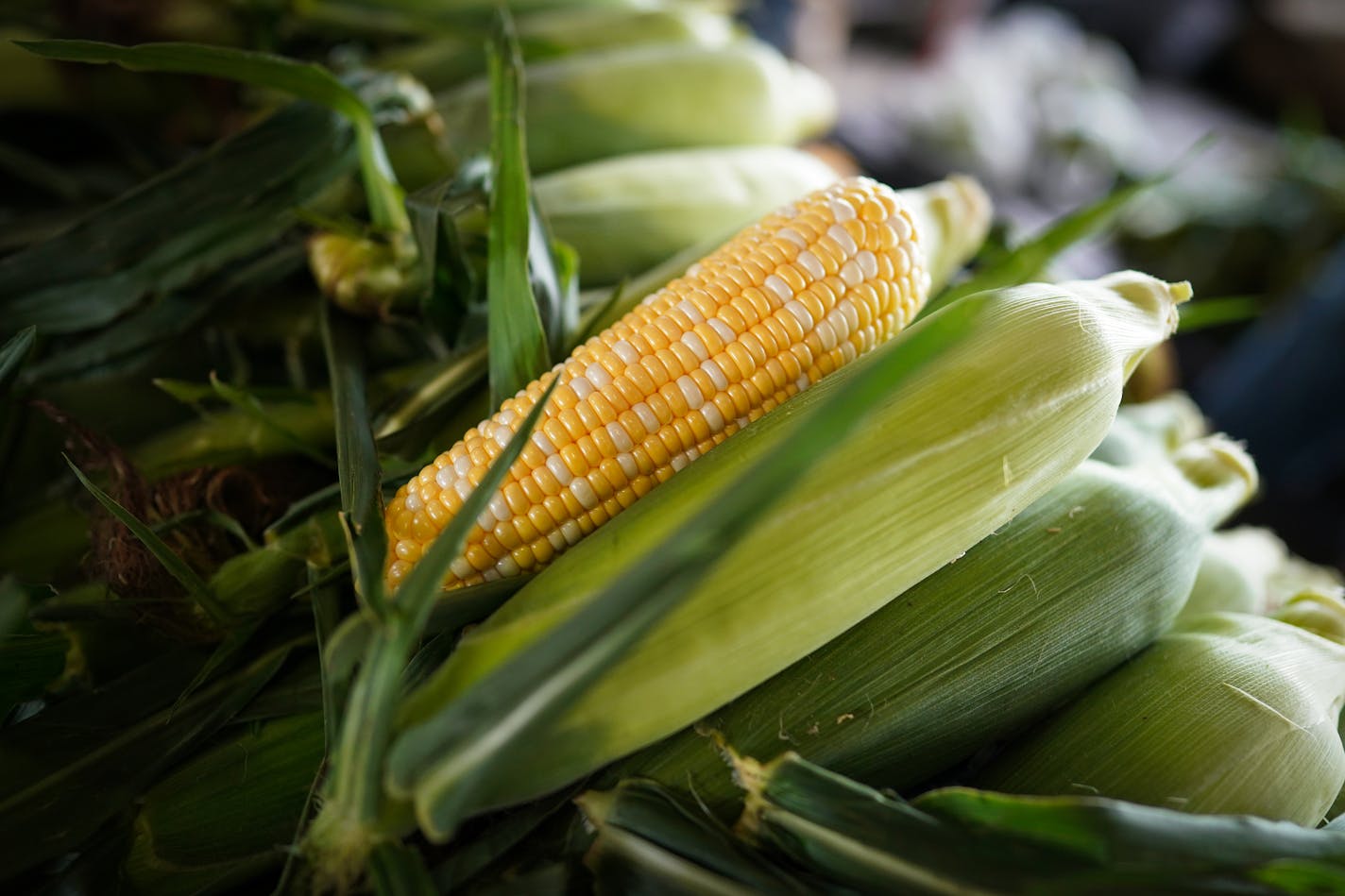 Sweet corn at the Minneapolis Farmer's Market.