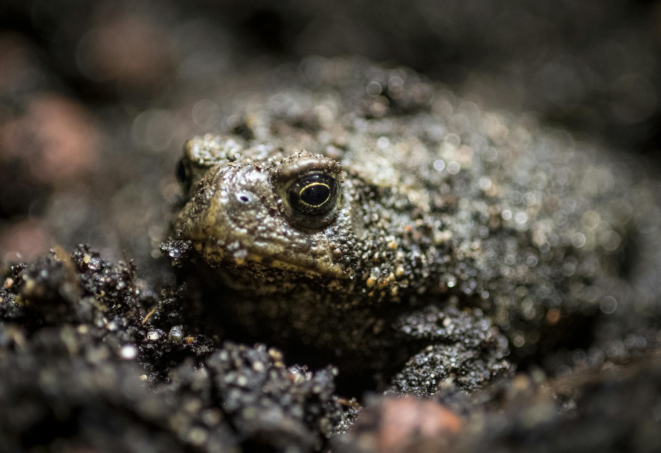A female Wyoming toad on exhibit Thursday. ] (AARON LAVINSKY/STAR TRIBUNE) aaron.lavinsky@startribune.com Como Zoo is helping breed a critically endangered species of Wyoming toads. This year's tadpoles were overnighted to Wyoming on Tuesday and released on Wednesday. Several of the adult toads are on display at the zoo. We photograph lead Wyoming toad zookeeper Breanne Barney as she handles the toads Thursday, June 23, 2016 at Como Park Zoo and Conservatory. Wyoming toads went extinct in the wi