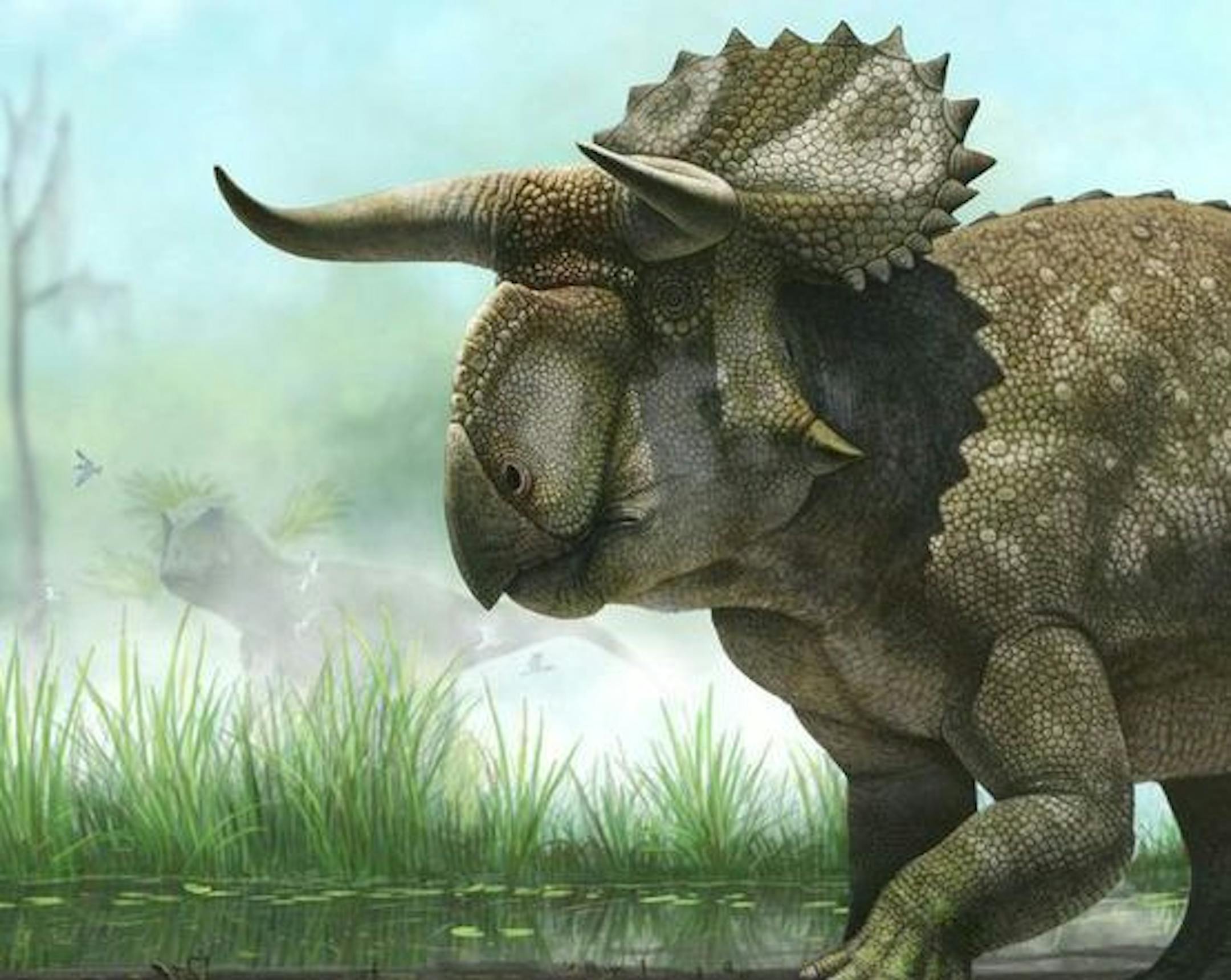 This illustration from provided by the Natural History Museum of Utah shows a "Nasutoceratops titusi". Researchers in Salt Lake City say fossil-hunters unearthed the bones of the new type of big-nosed, horned-faced dinosaur in southern Utah. The dinosaur was a wide-bodied plant-eater that grew to 15 feet long and weighed 2 1/2 tons. It's unique for its oversized nose and exceptionally long, forward-pointing curved horns over the eyes. (AP Photo/Natural History Museum of Utah, Andrey Atuchin) ORG