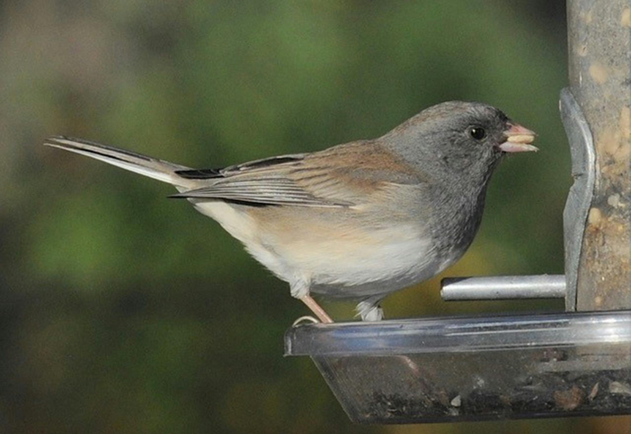 Junco at feeder. Jim Williams photo