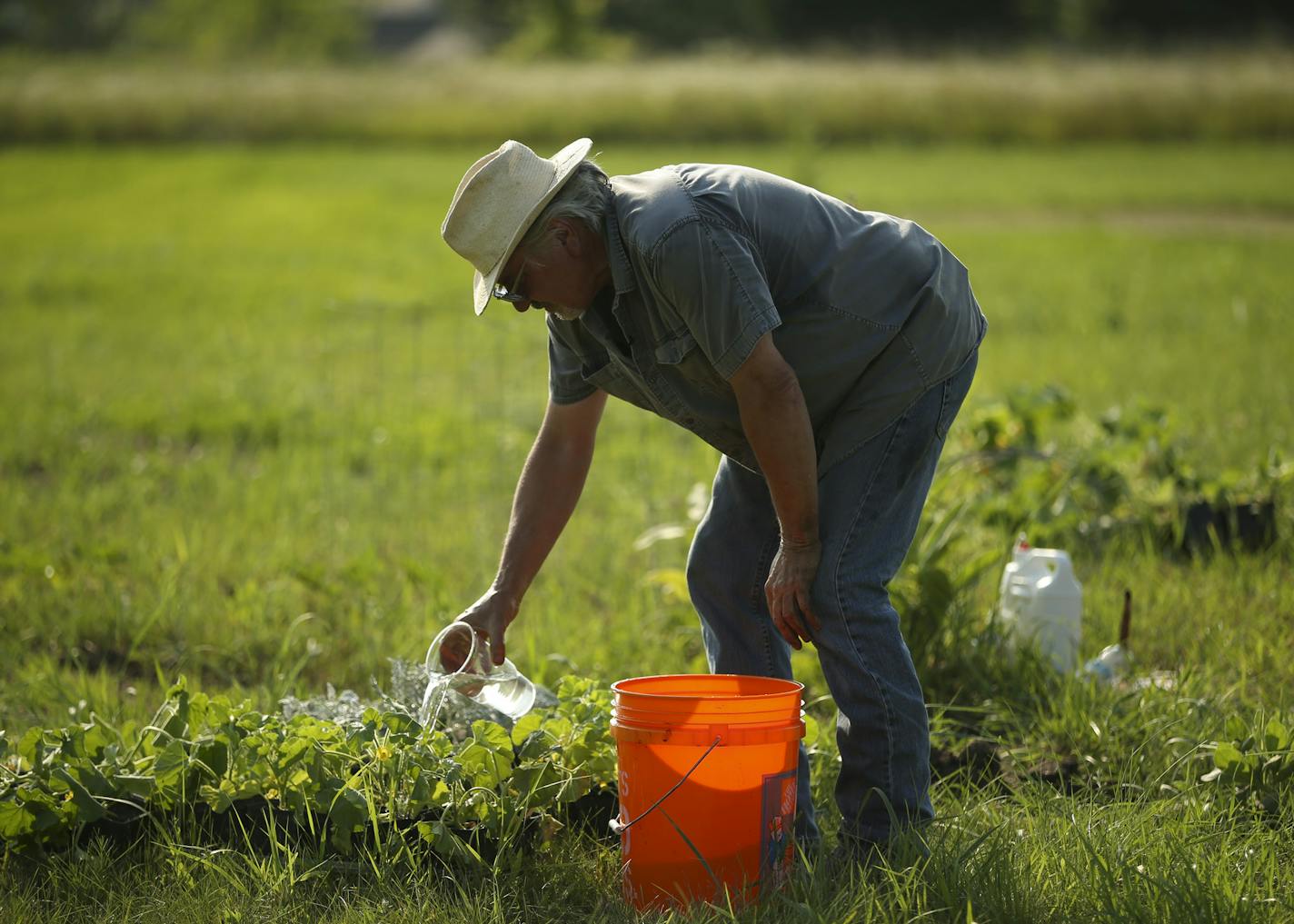 Artist Stan Herd on Tuesday afternoon watered some plantings he is cultivating and which he will transfer later to be a part of his living canvas depicting Vincent Van Gogh&#x2019;s &#x201c;Olive Trees.&#x201d;