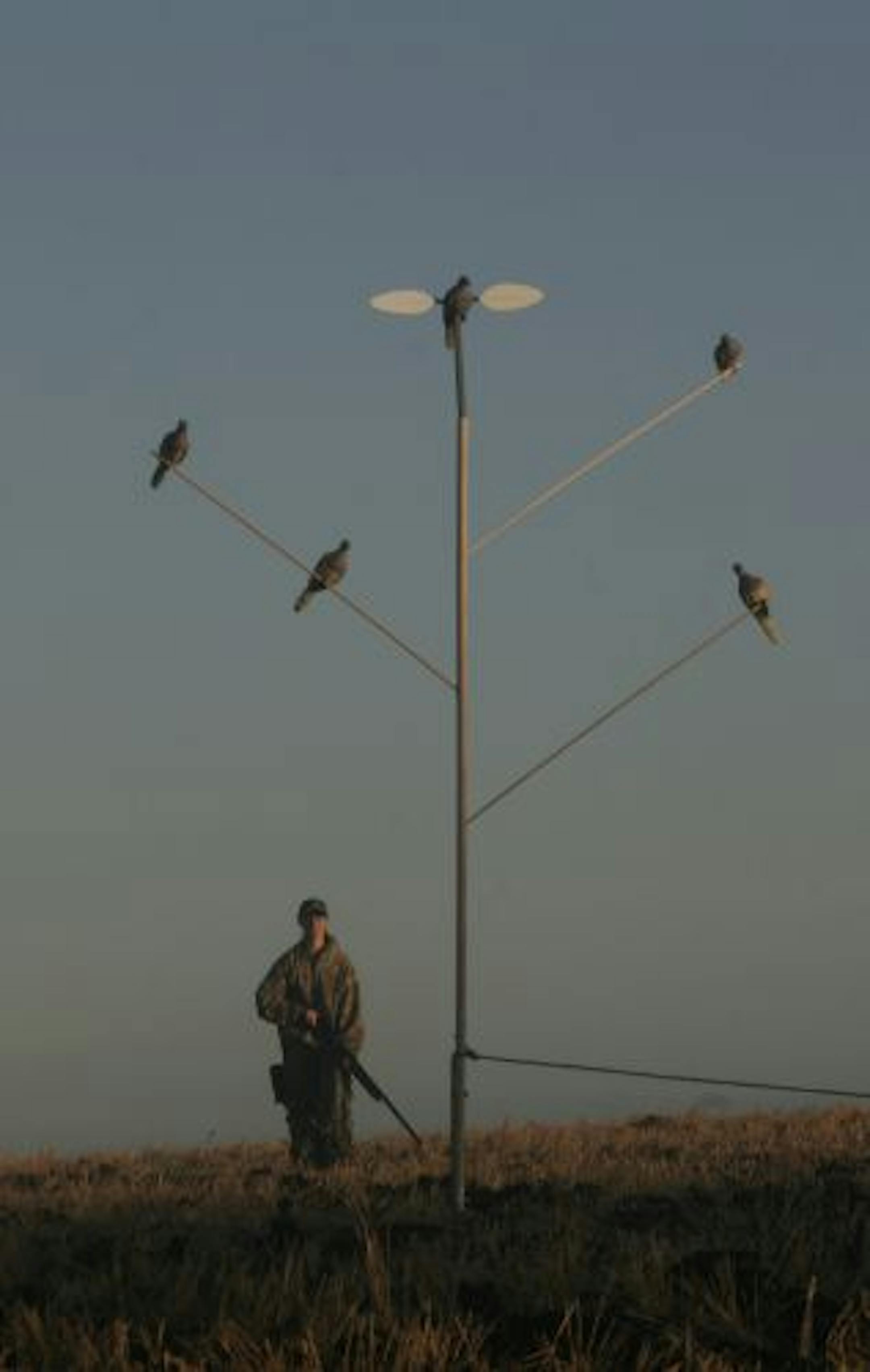 Mariah Lundstrum walked past a "dove tree'' built from dowels and filled with mourning dove decoys. Atop the tree is a spinning-winged dove decoy, powered by batteries. The decoys seemed to help attract doves.