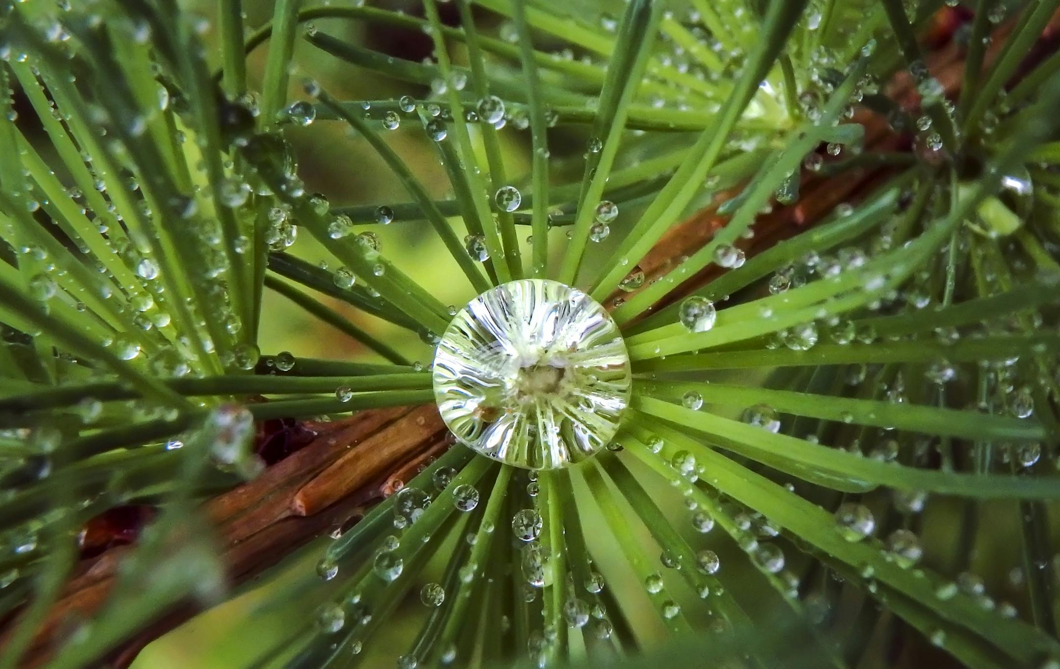 This photograph of rain droplets collecting in the needles of a tamarack tree, was created using an Olympus TG-870 point and shoot camera.