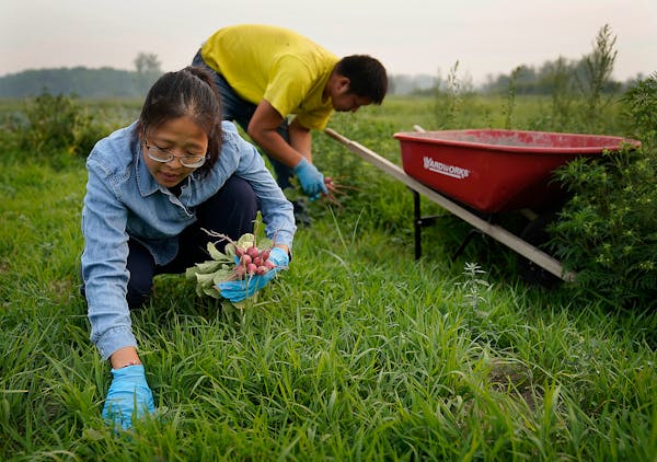 Mhonpaj Lee and her husband, Phanat Vang, harvested radishes at their organic farm in Hugo in 2021. Agriculture was the largest contributor to MInneso