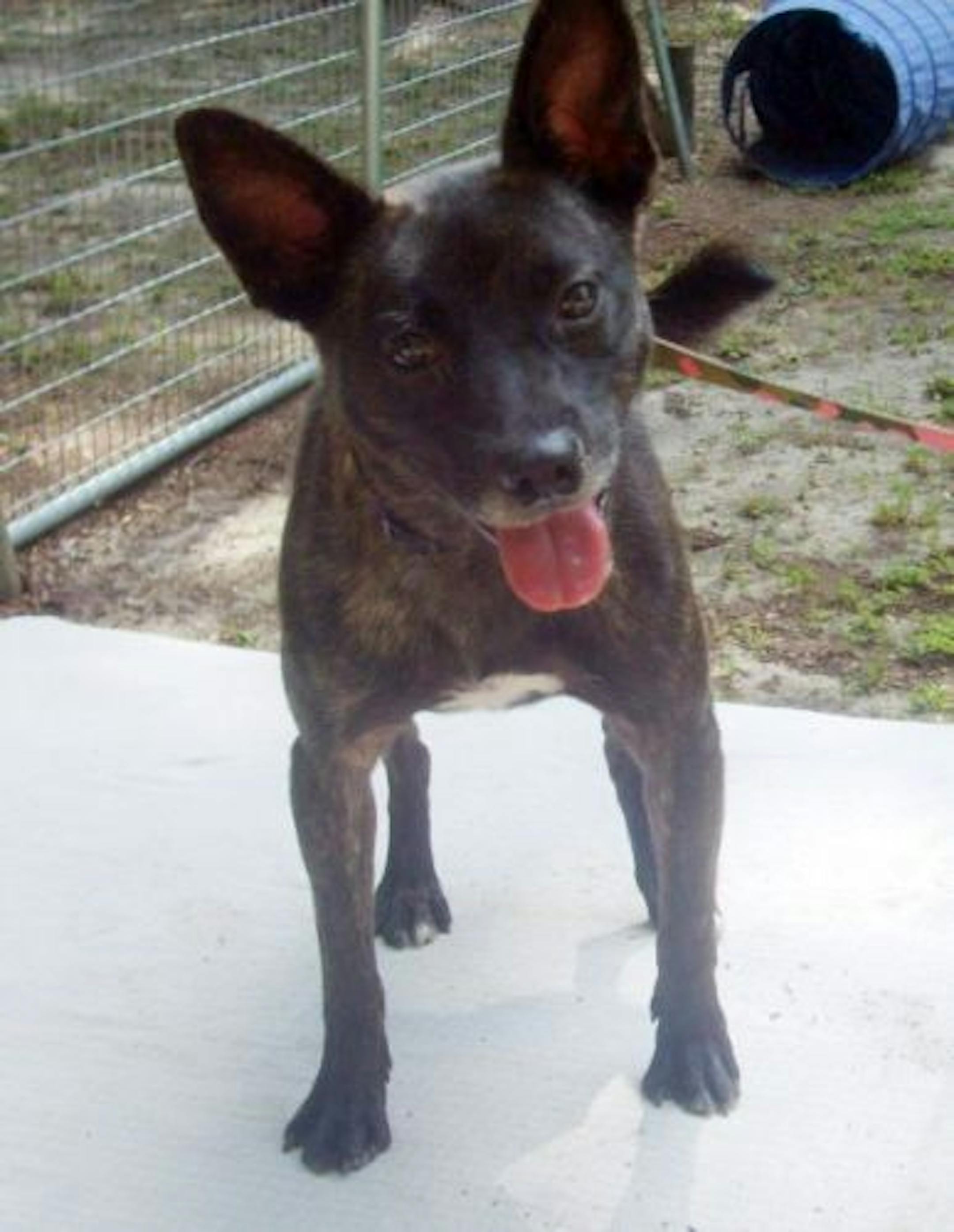 Lil Bro, the bed bug-detection dog used by Brothers Manufacturing of Grant, Minn.