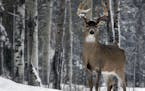 BRIAN PETERSON &#x2022; brianp@startribune.com DULUTH, MN FILE ART Nice whitetail buck deer in Duluth. ORG XMIT: MIN2012122021532176 ORG XMIT: MIN1510