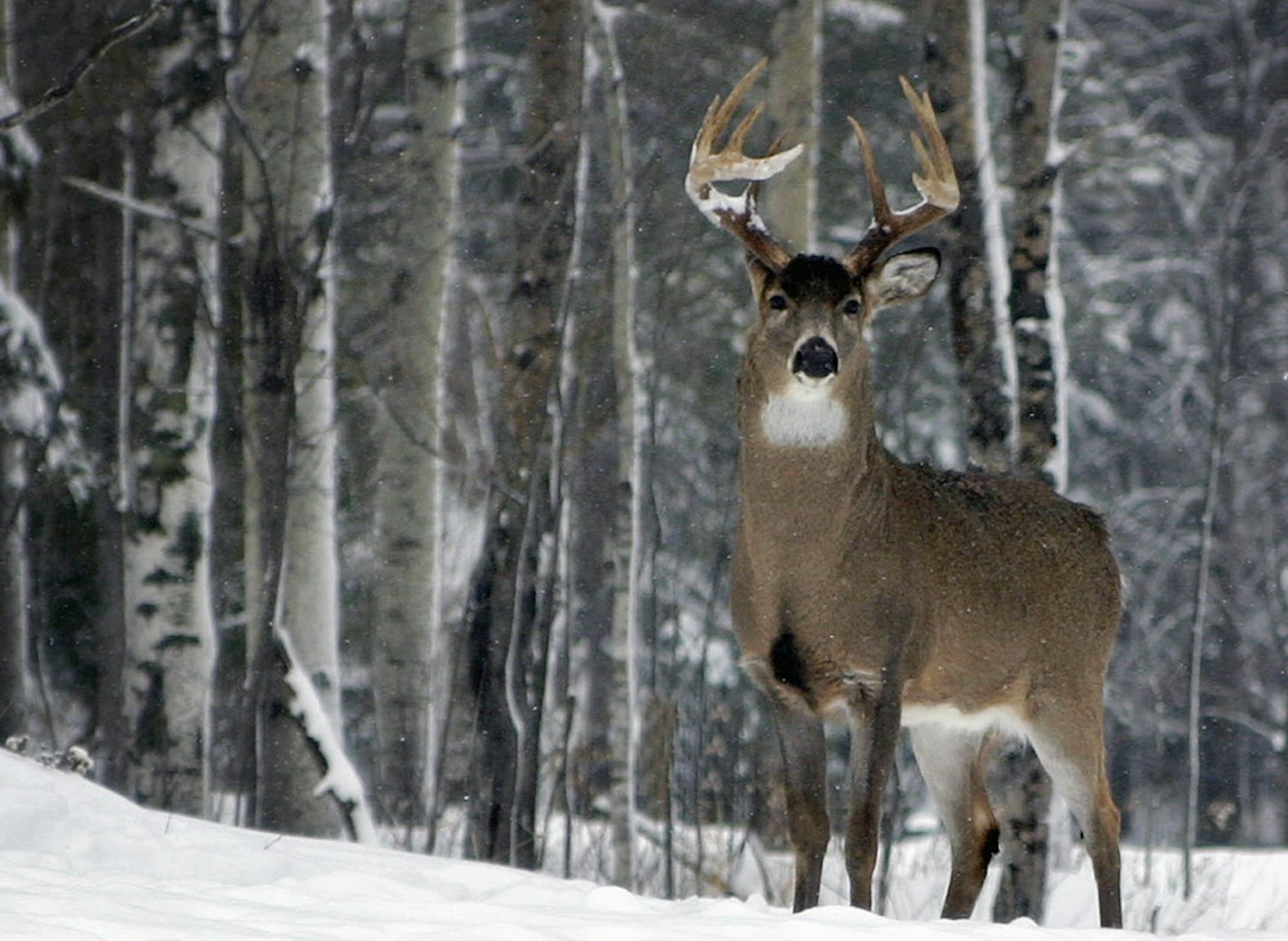 BRIAN PETERSON • brianp@startribune.com DULUTH, MN FILE ART Nice whitetail buck deer in Duluth. ORG XMIT: MIN2012122021532176 ORG XMIT: MIN1510291453155635