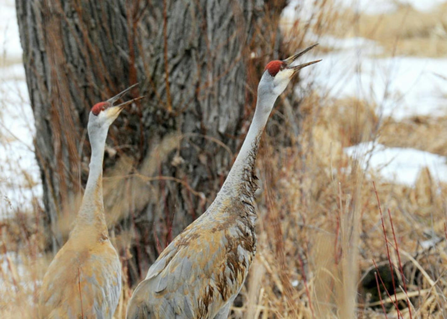 Sandhill cranes return even with snow still on the ground.Jim Williams photo