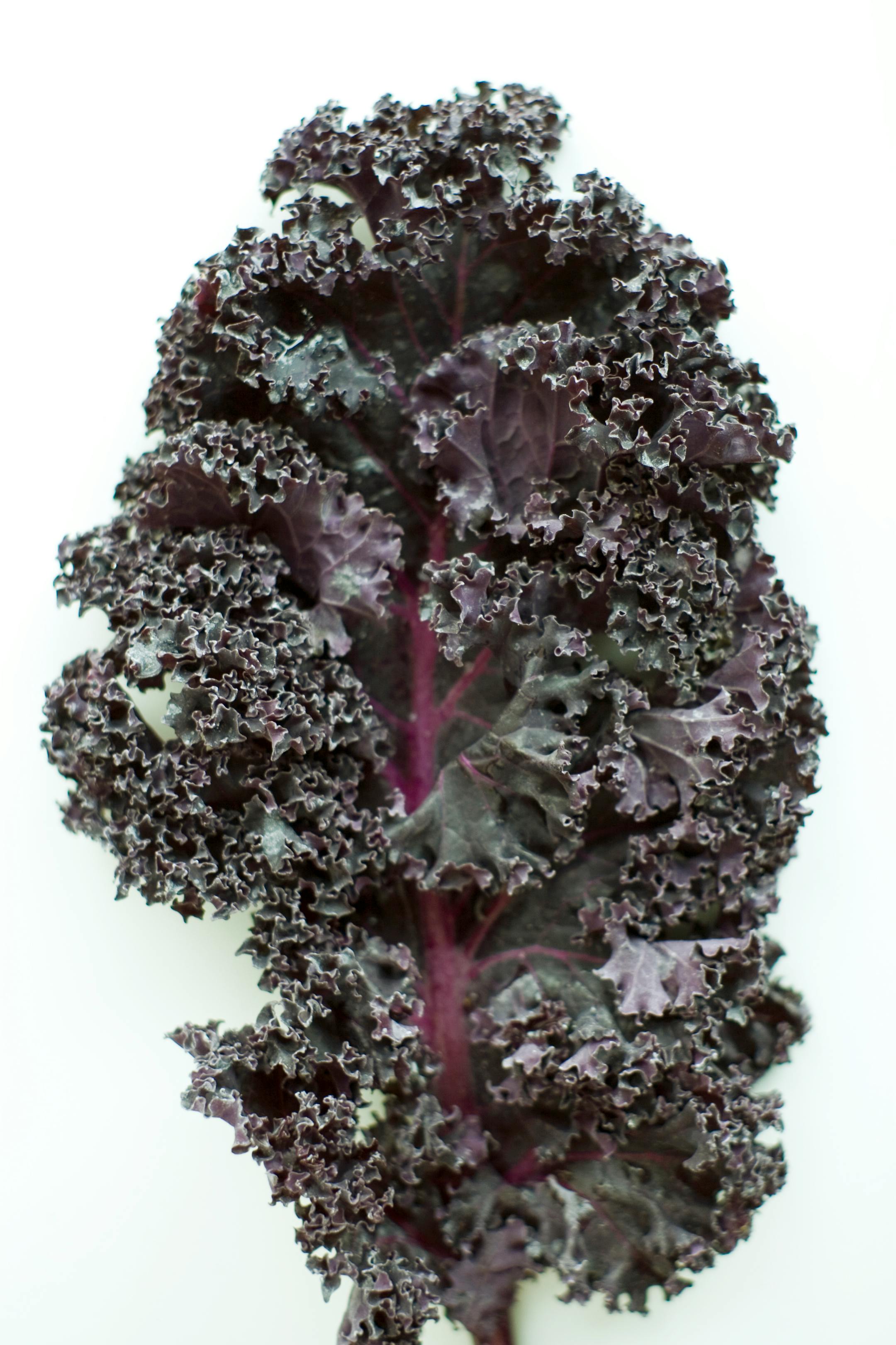 Red kale comes in many varieties, such as this Russian kale. Like many other winter greens, kale is best when gently cooked until tender, in soups, sautes and gratins.