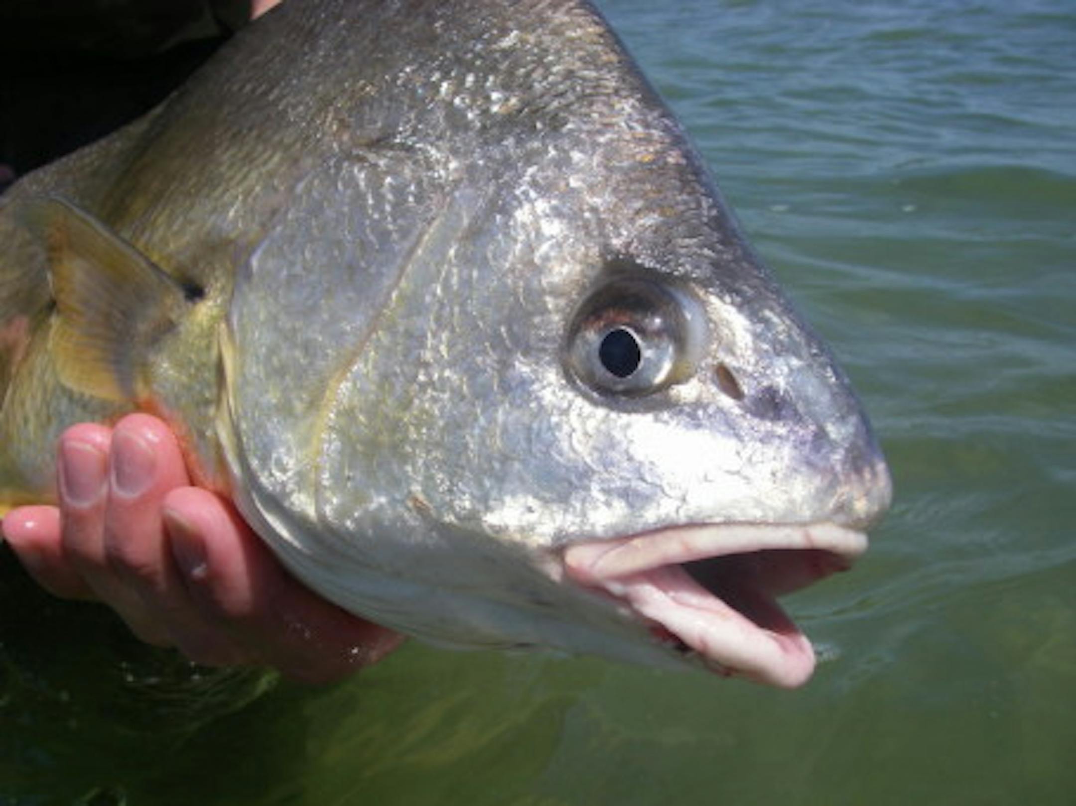 Freshwater Drum or Sheepshead - Rob Kolakowski photo