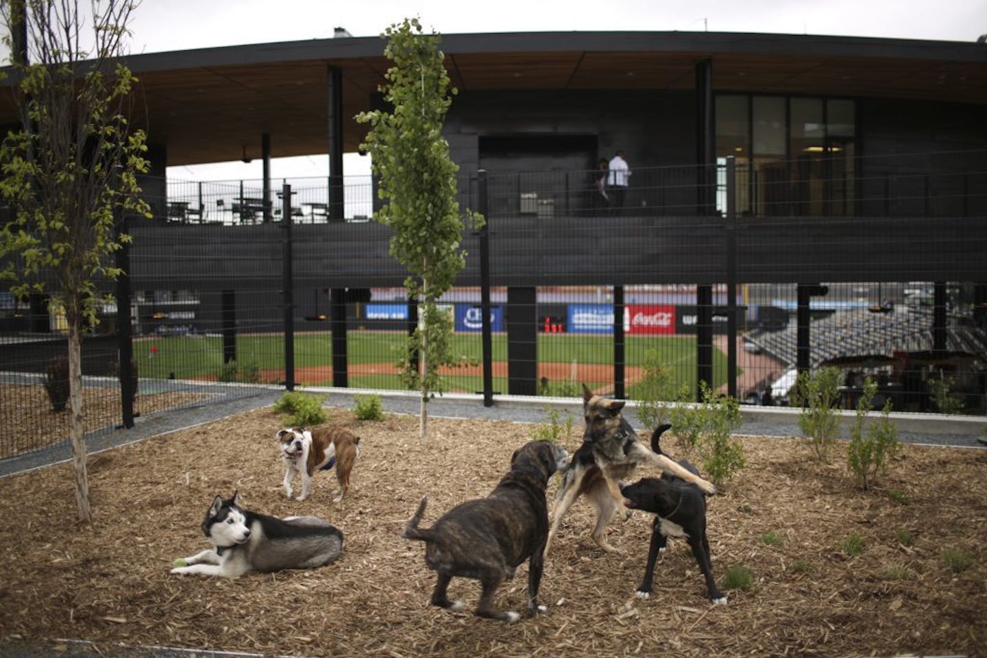 There's a dog park right behind the new Saints stadium with clear views through to the field. Dogs were more interested in playing with each other before the game Monday night.