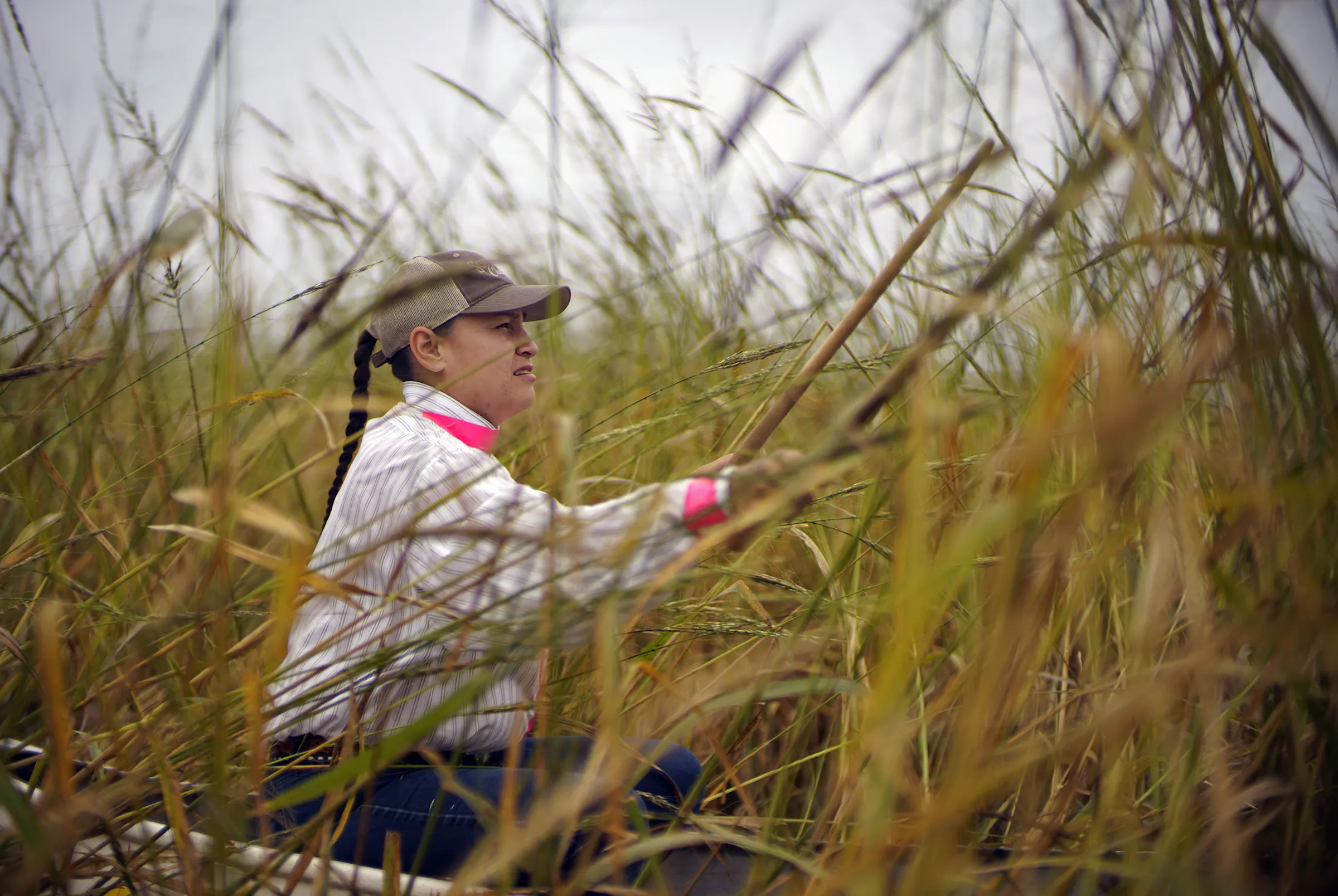 Federal regulator steps in to protect Minnesota's wild rice stands