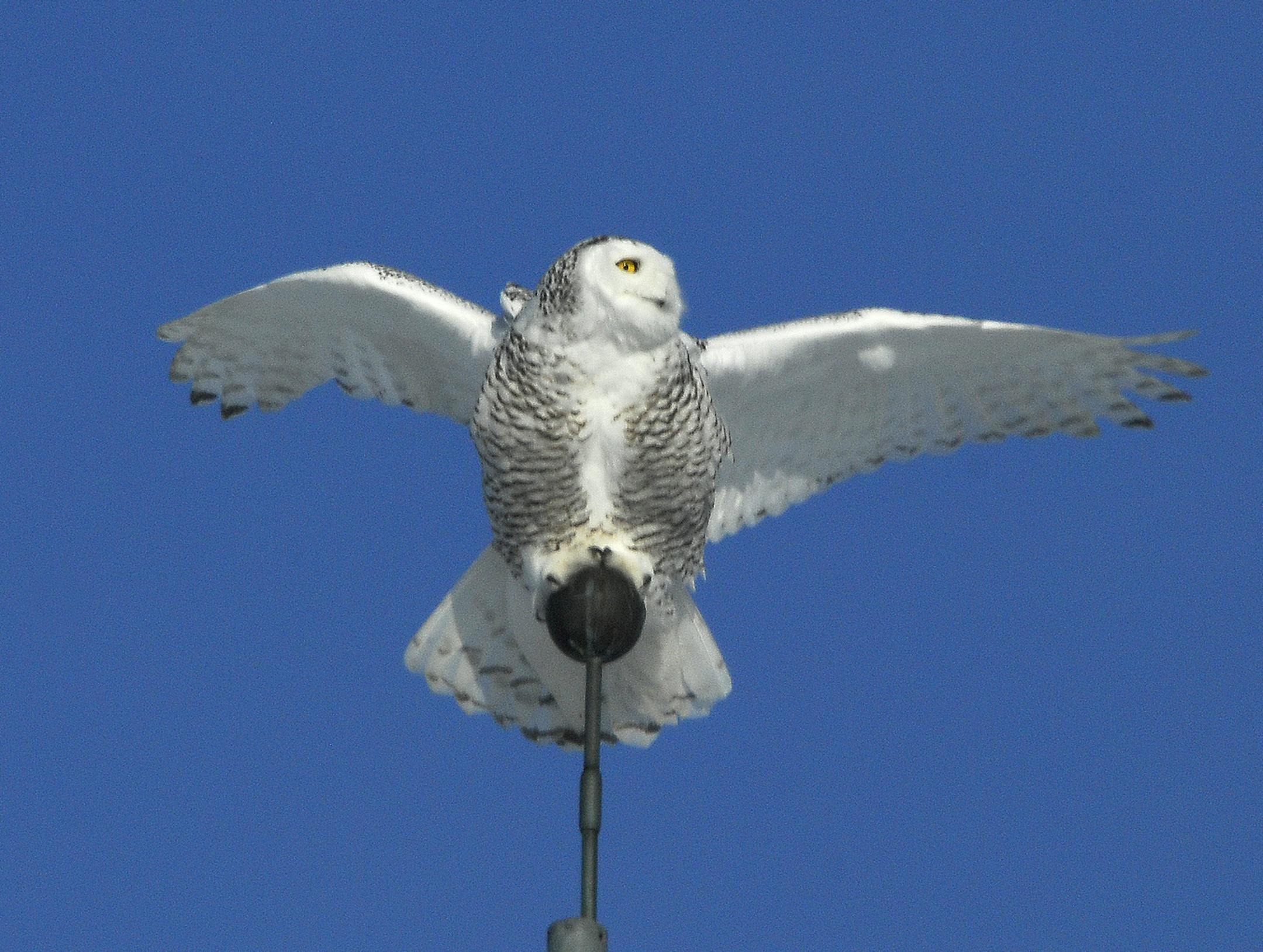 credit: Jim Williams Snowy owls often perch on fence posts, buildings and utility poles.