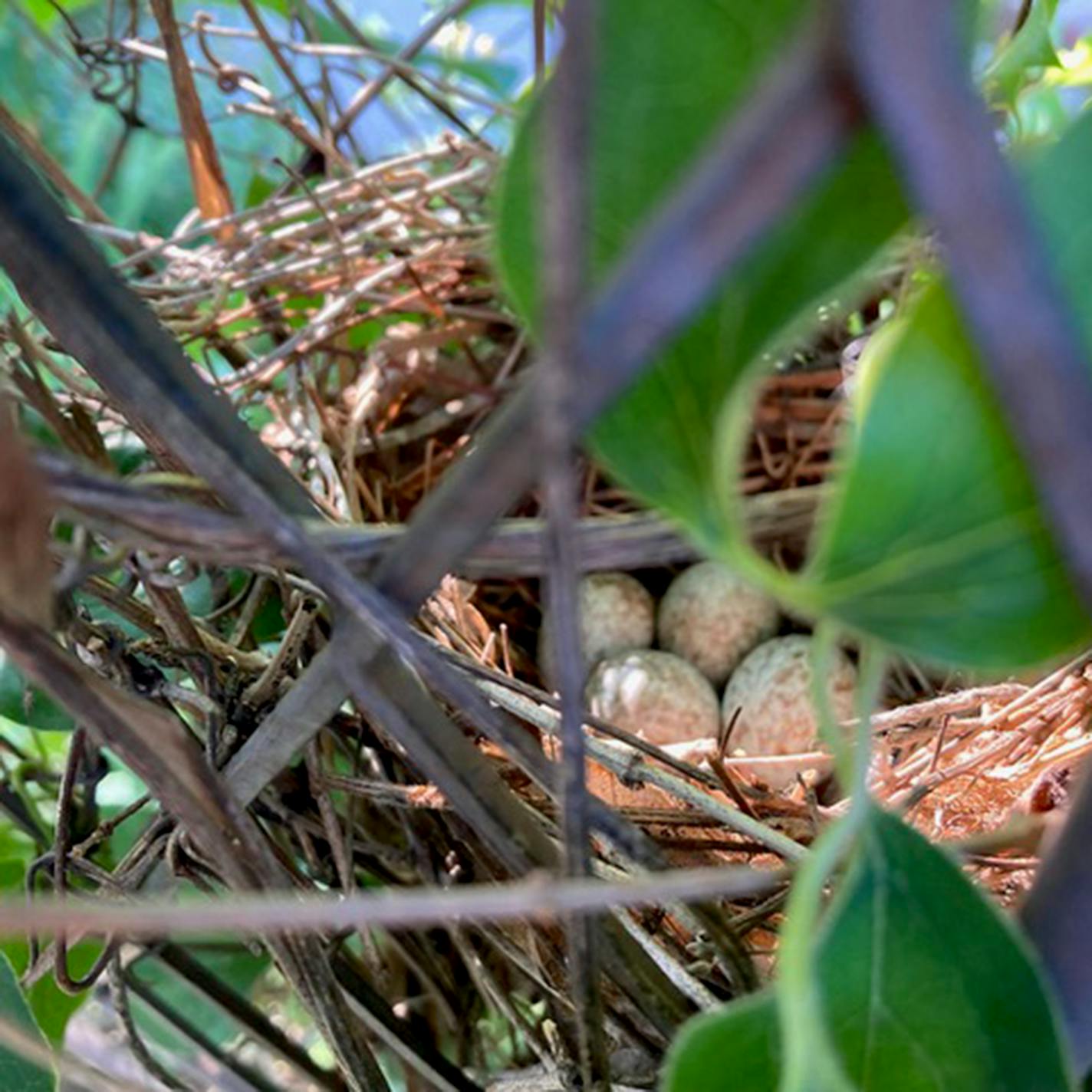 Four cardinal eggs in a nest seen through leaves.