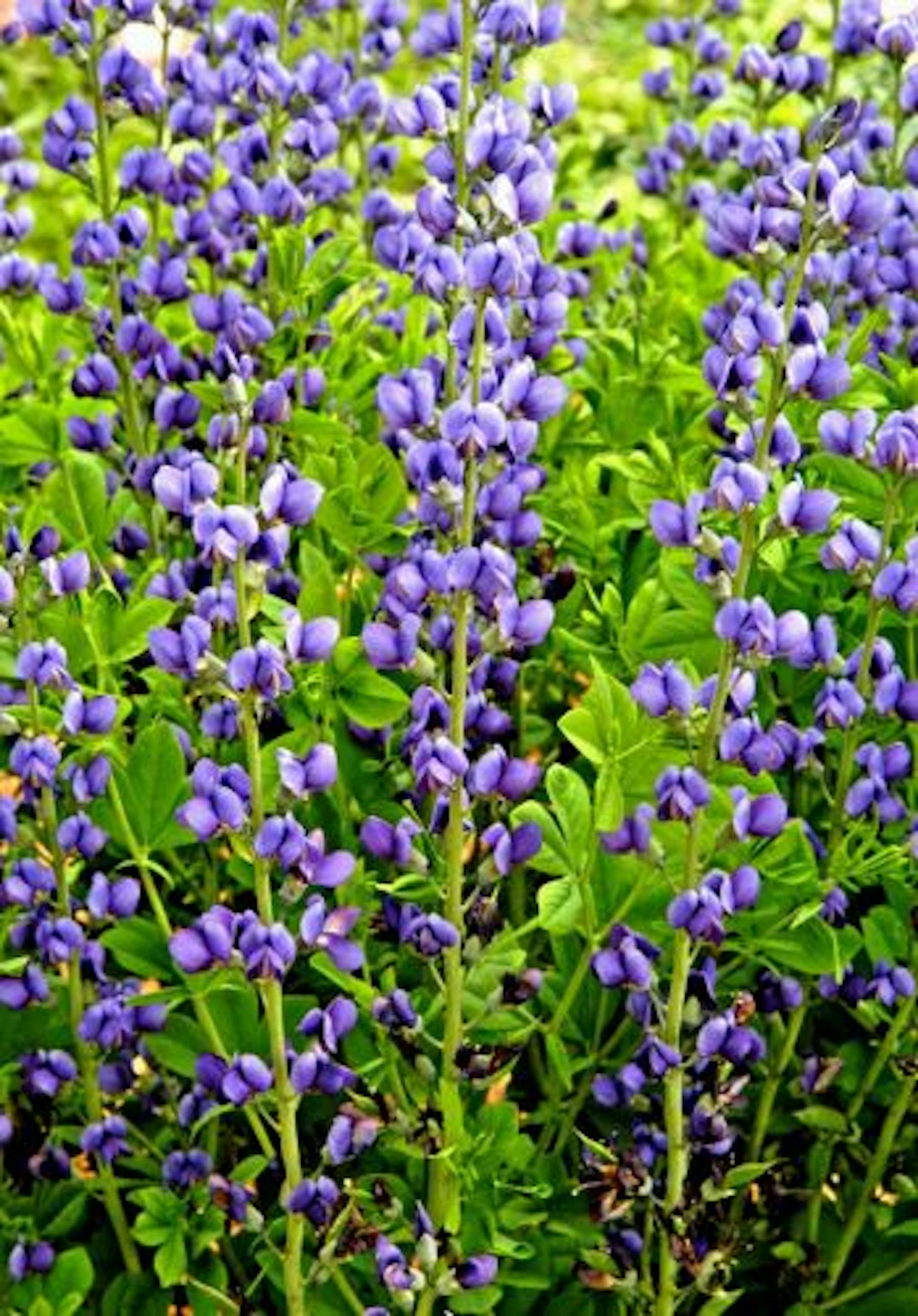 Baptisia australis